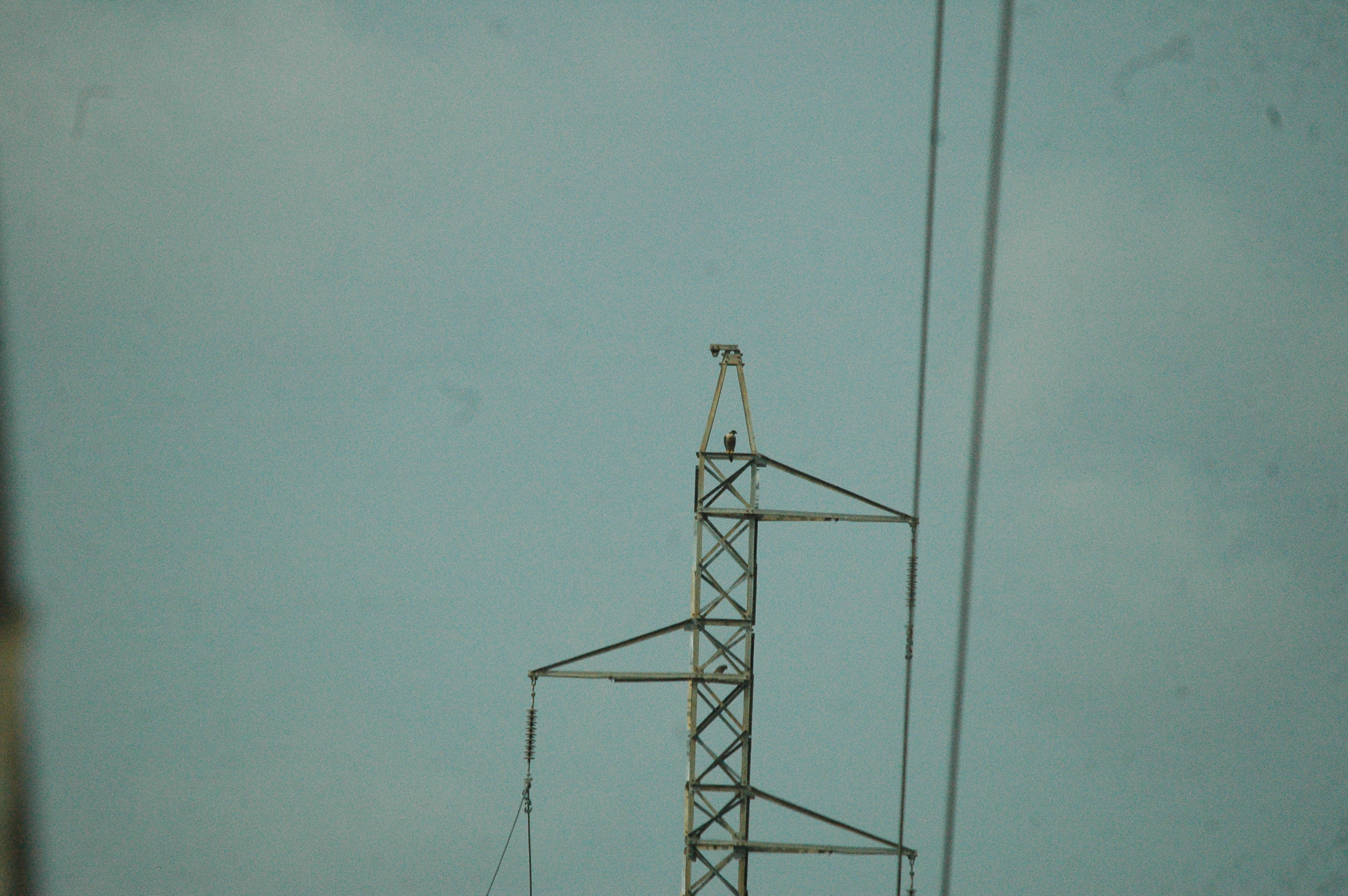 photos/wildlife/Bird_Species/032-Hawks-Eagles-Harriers-Falcons/0898-Peregrine_Falcon/20090927-Spain-03.jpg