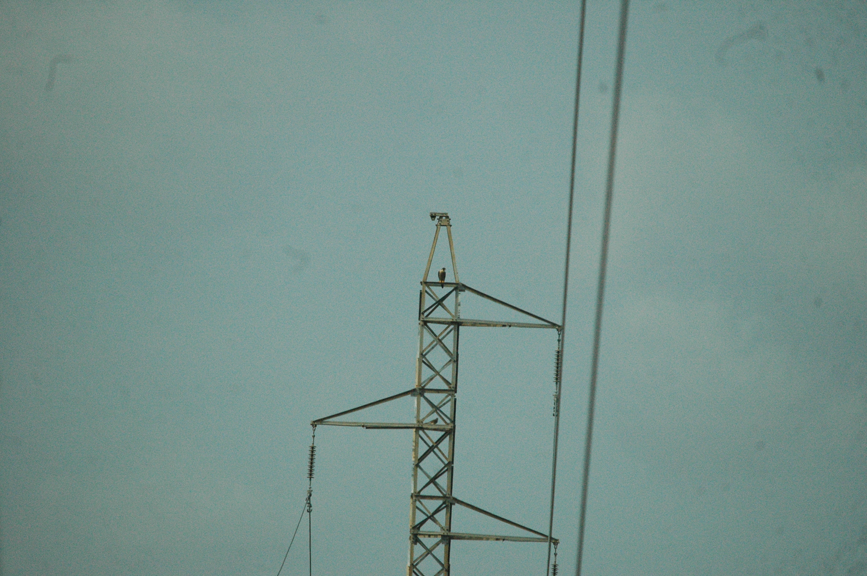 photos/wildlife/Bird_Species/032-Hawks-Eagles-Harriers-Falcons/0898-Peregrine_Falcon/20090927-Spain-04.jpg