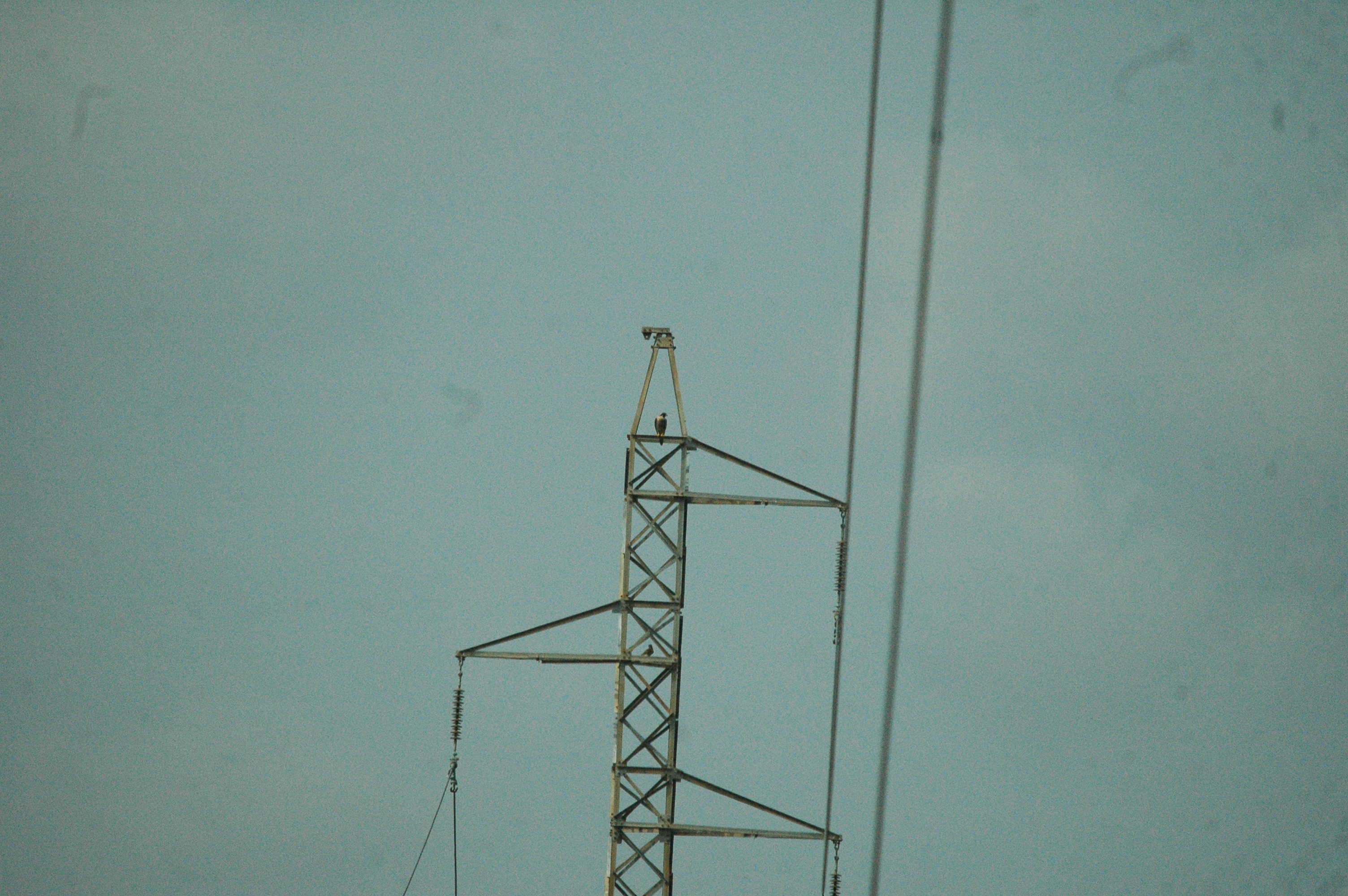 photos/wildlife/Bird_Species/032-Hawks-Eagles-Harriers-Falcons/0898-Peregrine_Falcon/20090927-Spain-06.jpg