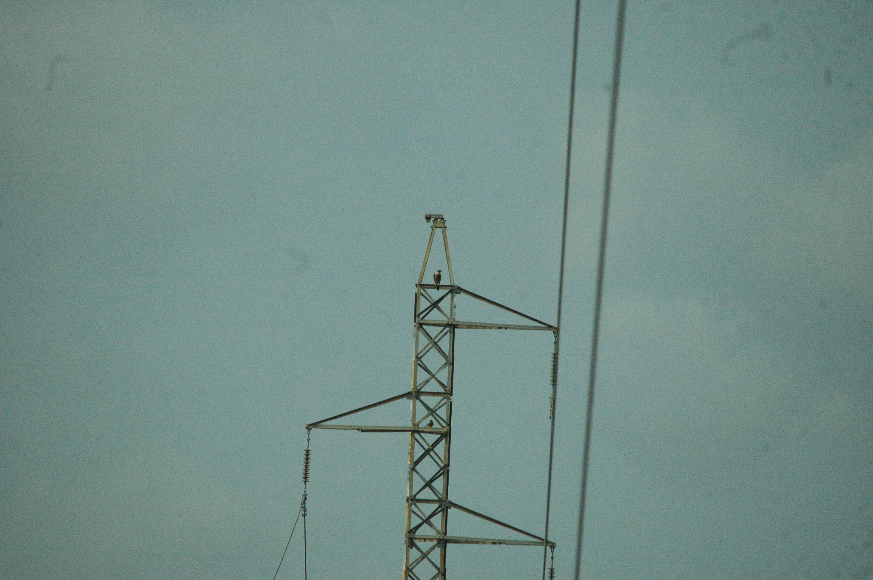 photos/wildlife/Bird_Species/032-Hawks-Eagles-Harriers-Falcons/0898-Peregrine_Falcon/20090927-Spain-07.jpg