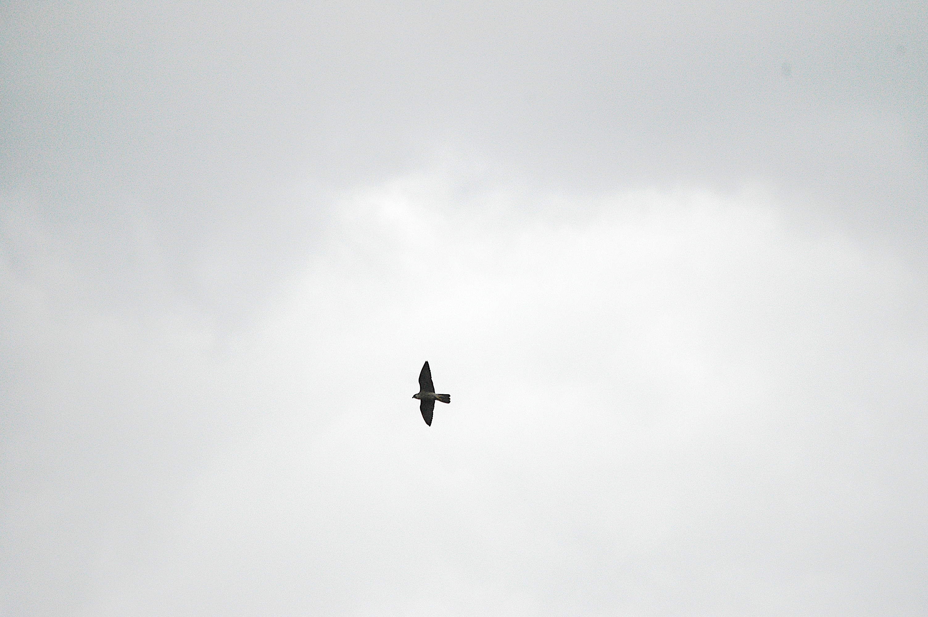 photos/wildlife/Bird_Species/032-Hawks-Eagles-Harriers-Falcons/0898-Peregrine_Falcon/DSC_3323.JPG