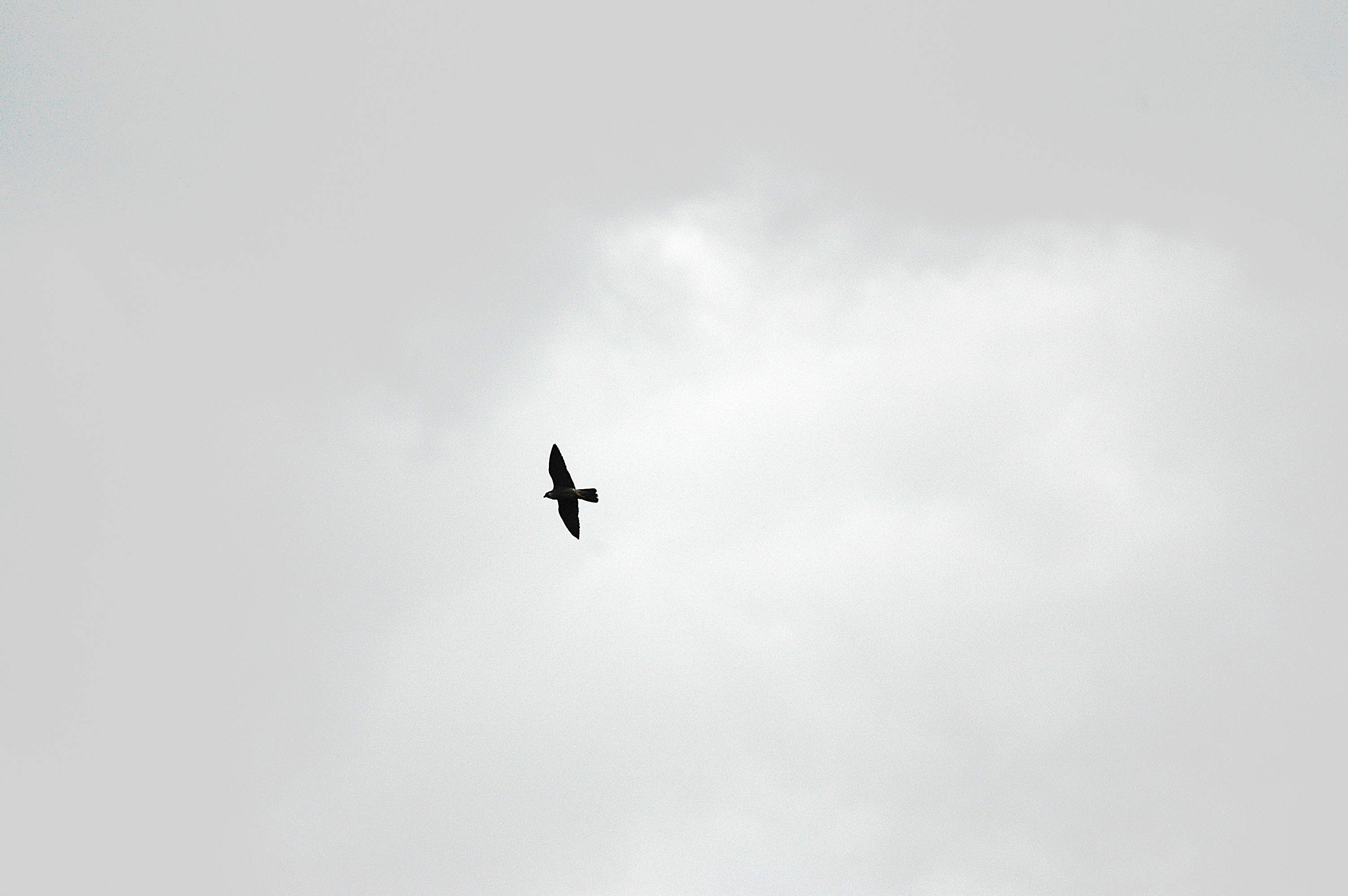 photos/wildlife/Bird_Species/032-Hawks-Eagles-Harriers-Falcons/0898-Peregrine_Falcon/DSC_3324.JPG