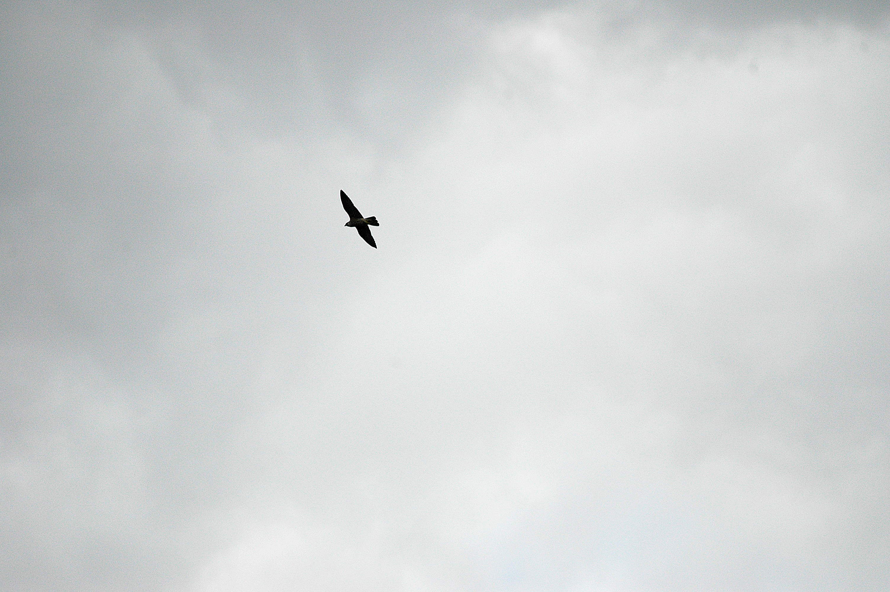 photos/wildlife/Bird_Species/032-Hawks-Eagles-Harriers-Falcons/0898-Peregrine_Falcon/DSC_3325.JPG