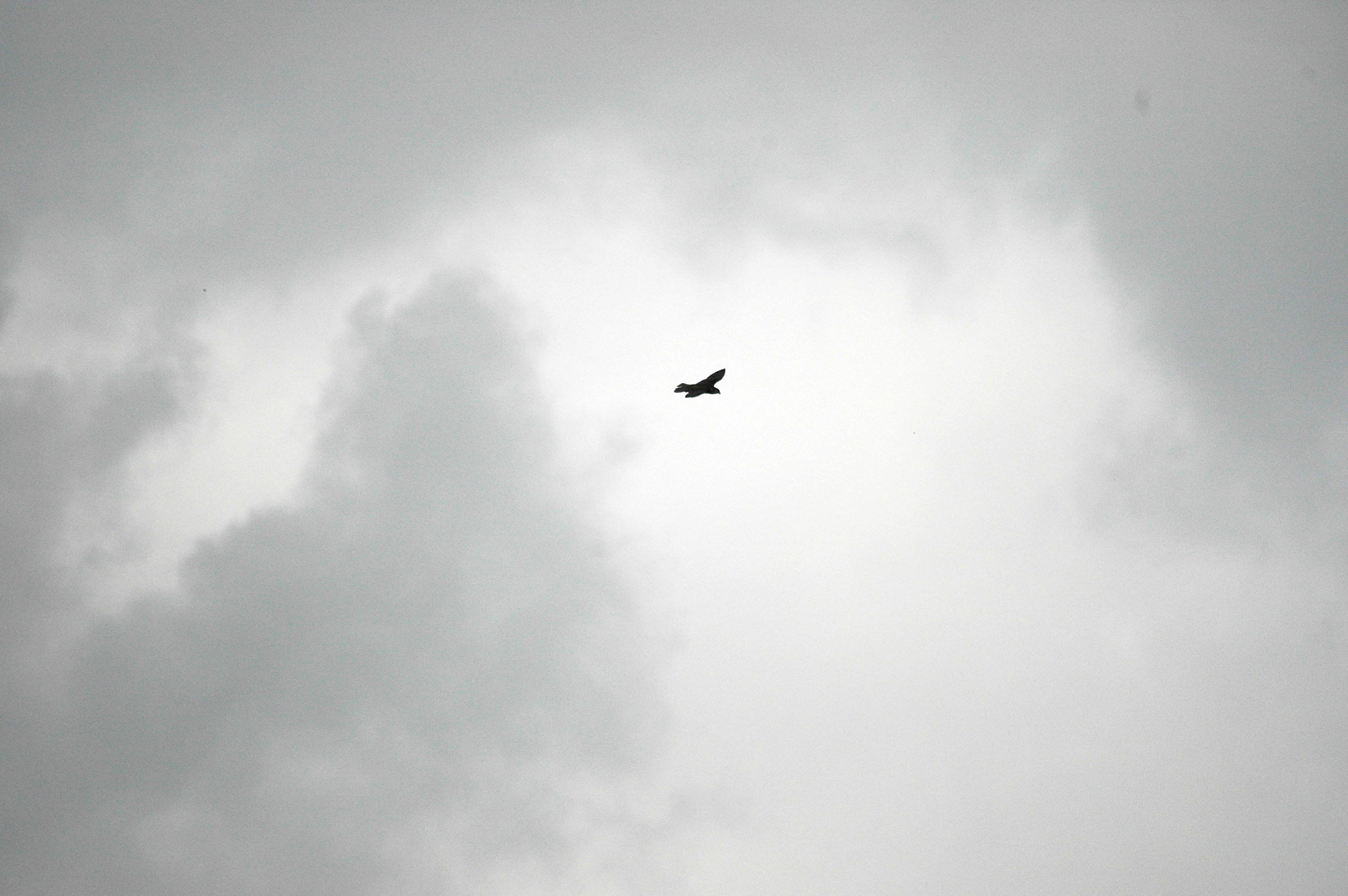 photos/wildlife/Bird_Species/032-Hawks-Eagles-Harriers-Falcons/0898-Peregrine_Falcon/DSC_3327.JPG