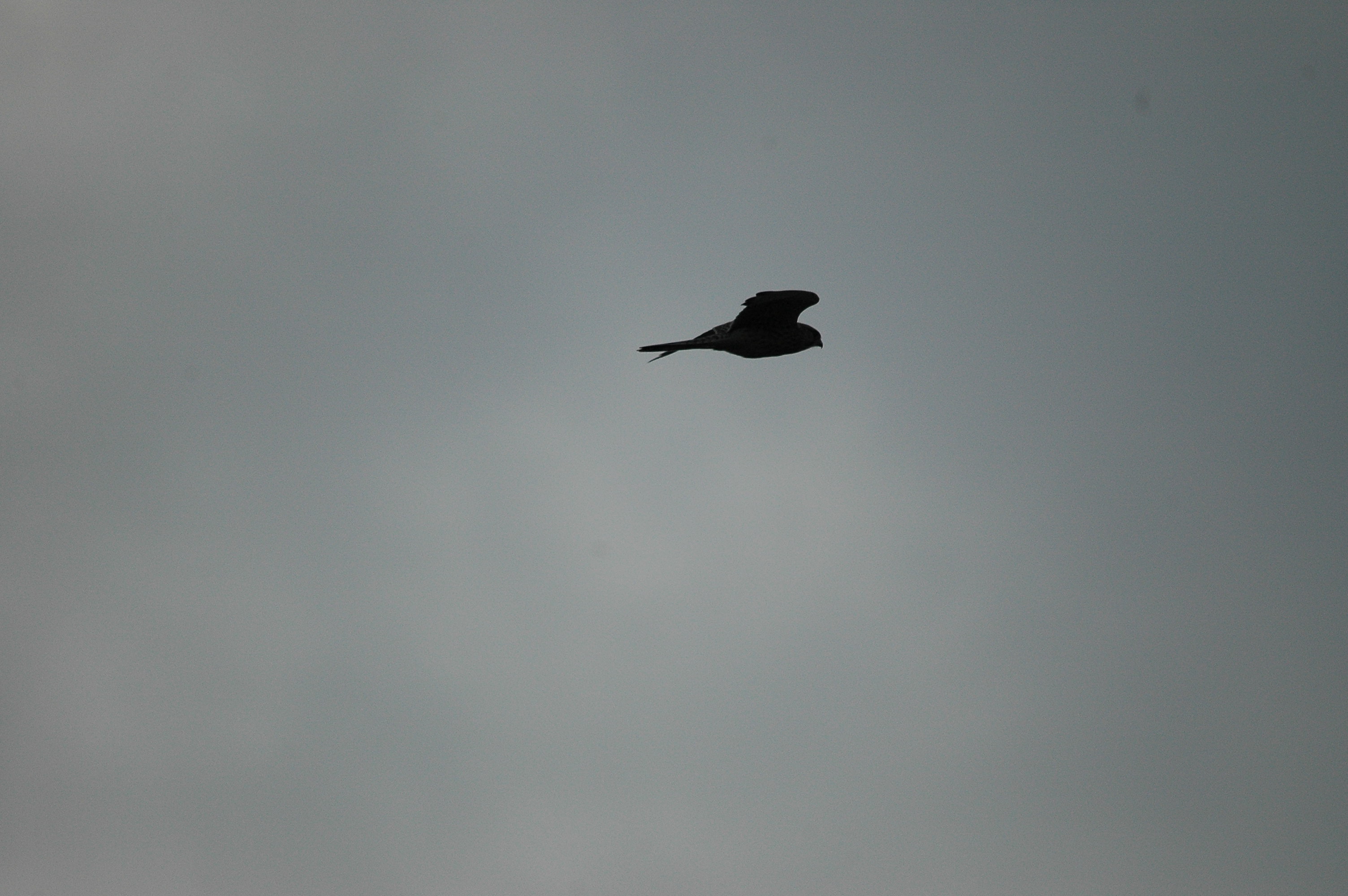 photos/wildlife/Bird_Species/032-Hawks-Eagles-Harriers-Falcons/0898-Peregrine_Falcon/DSC_3347.JPG