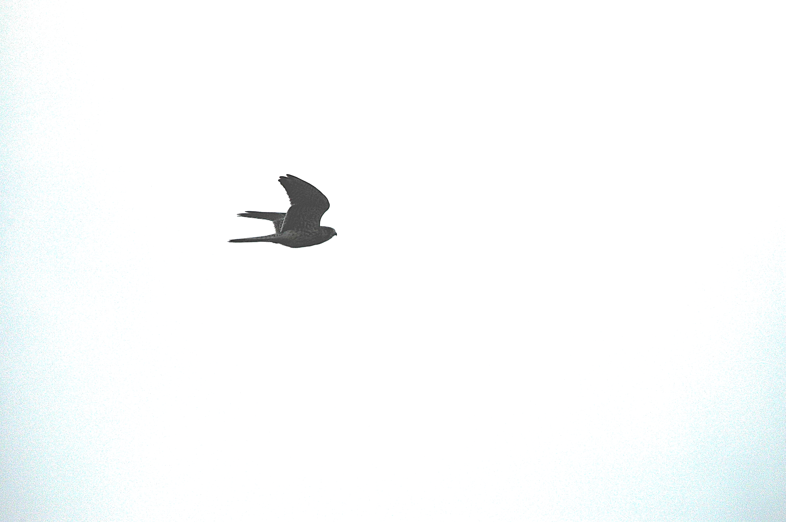 photos/wildlife/Bird_Species/032-Hawks-Eagles-Harriers-Falcons/0898-Peregrine_Falcon/DSC_3348.JPG