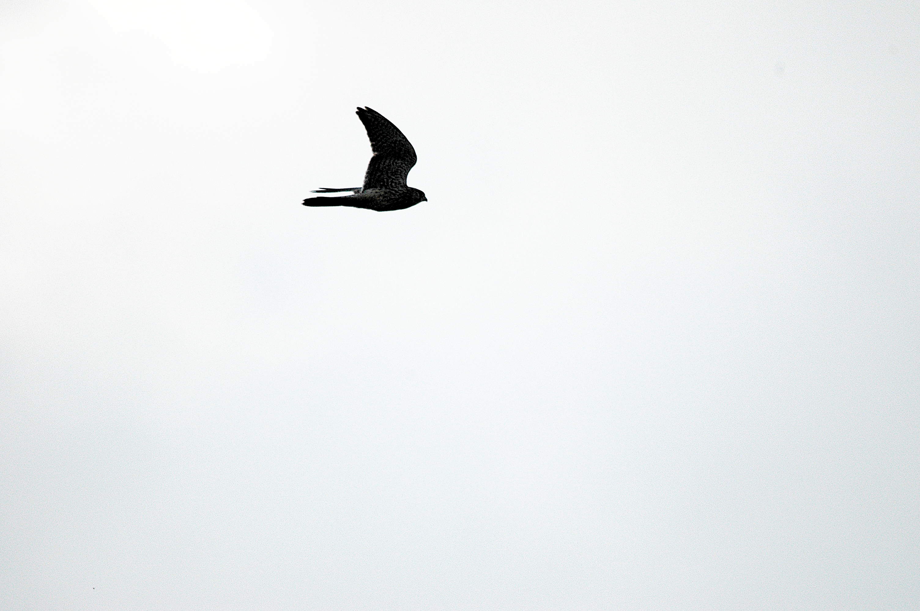 photos/wildlife/Bird_Species/032-Hawks-Eagles-Harriers-Falcons/0898-Peregrine_Falcon/DSC_3349.JPG