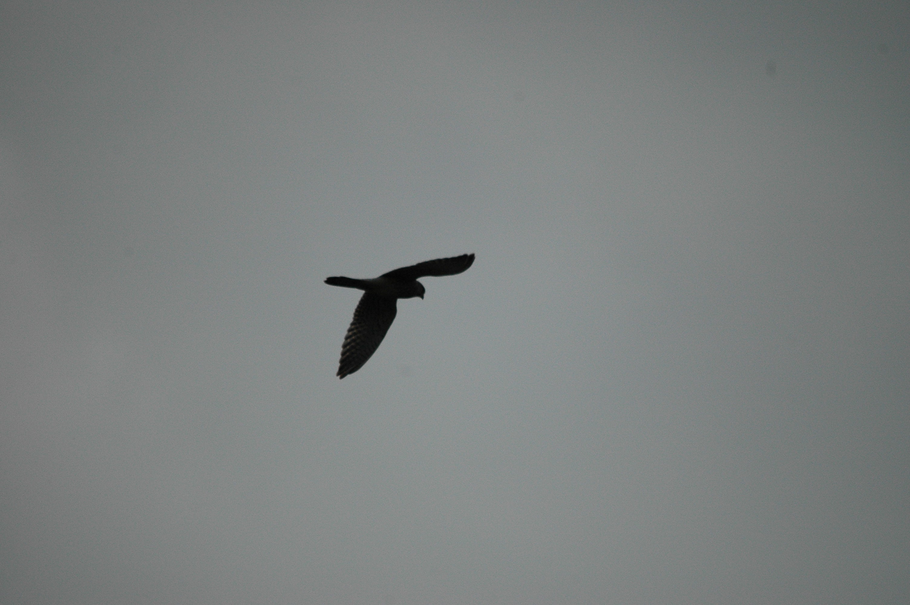 photos/wildlife/Bird_Species/032-Hawks-Eagles-Harriers-Falcons/0898-Peregrine_Falcon/DSC_3350.JPG
