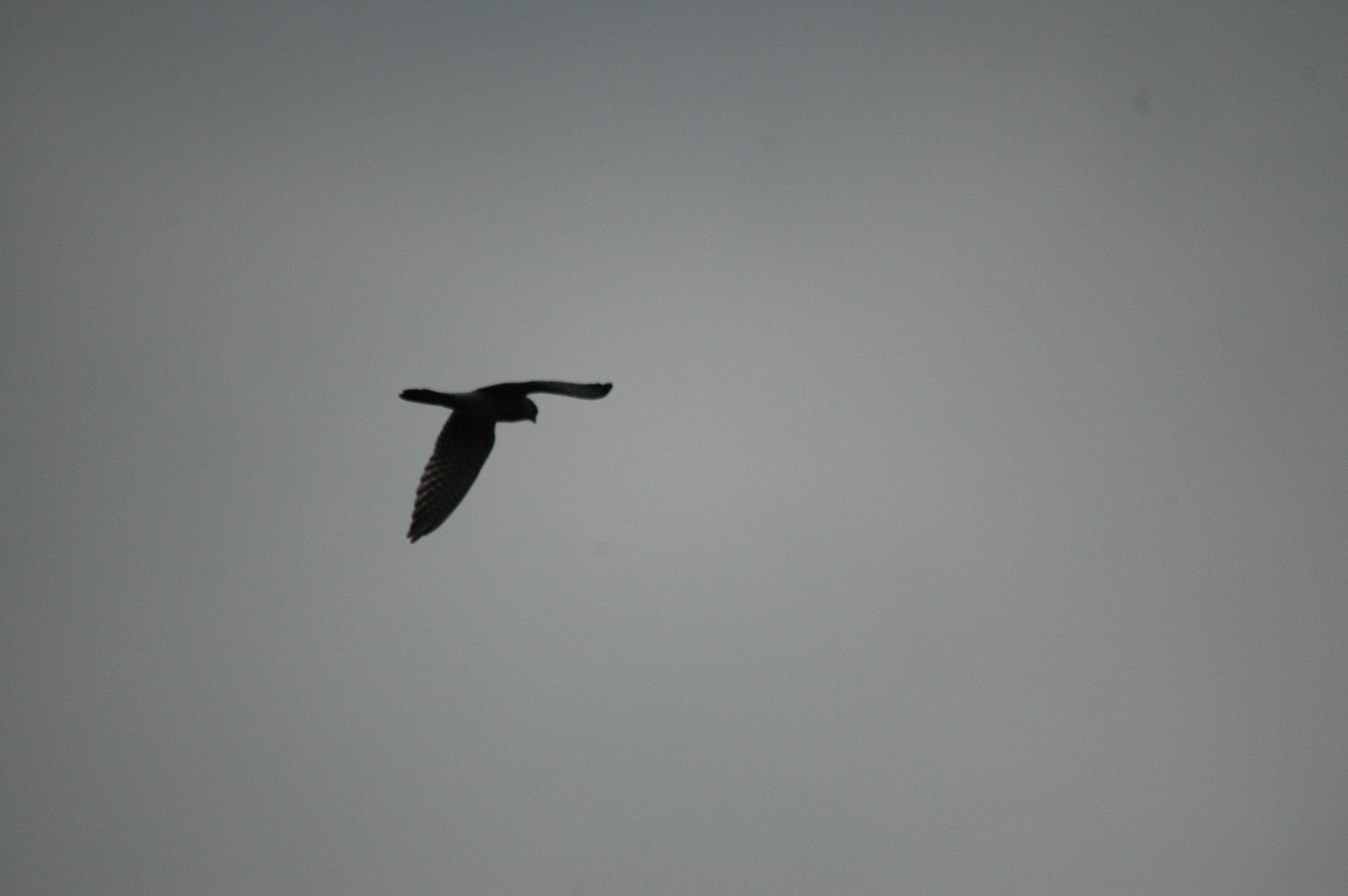 photos/wildlife/Bird_Species/032-Hawks-Eagles-Harriers-Falcons/0898-Peregrine_Falcon/DSC_3351.JPG