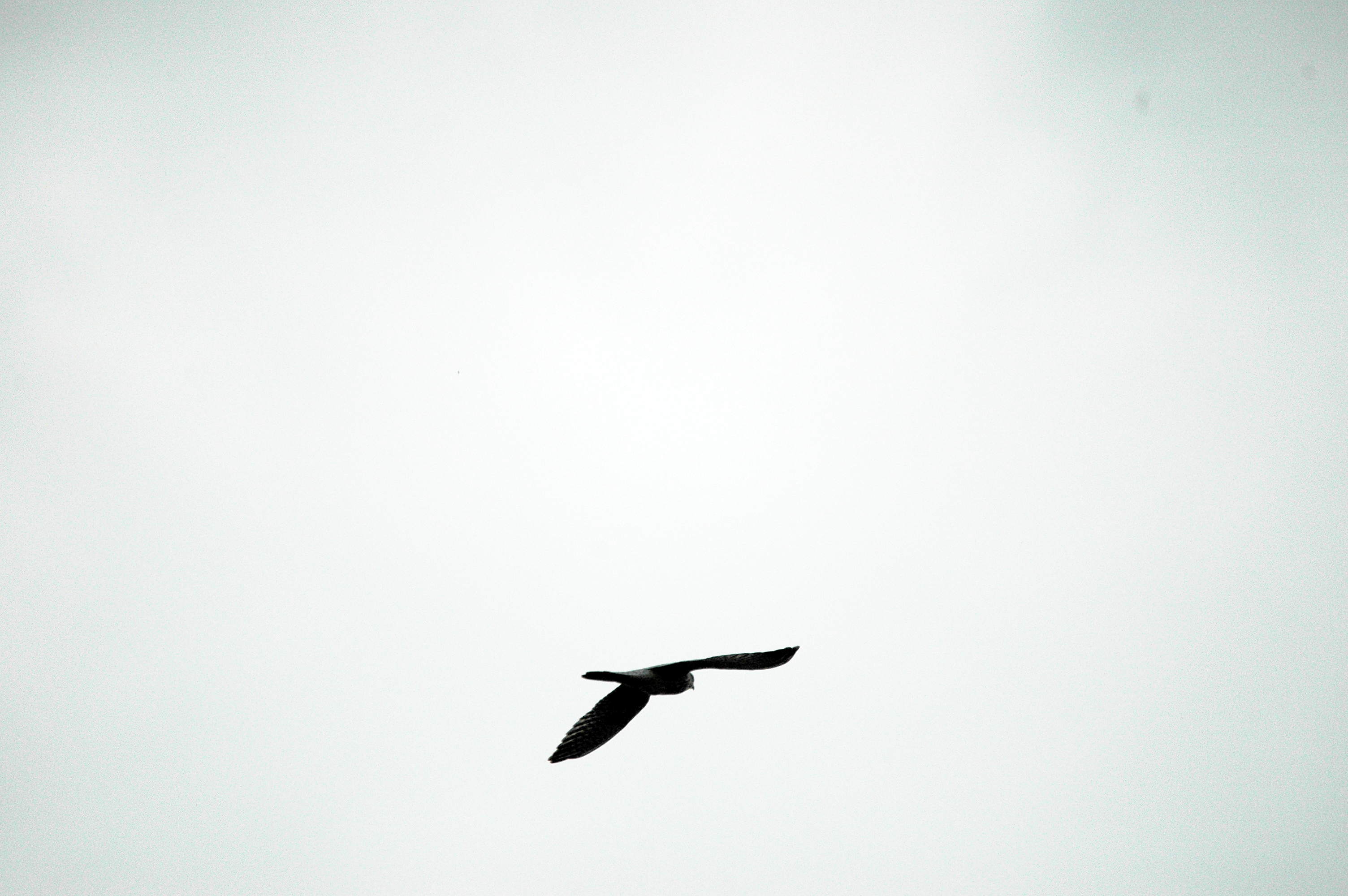 photos/wildlife/Bird_Species/032-Hawks-Eagles-Harriers-Falcons/0898-Peregrine_Falcon/DSC_3352.JPG