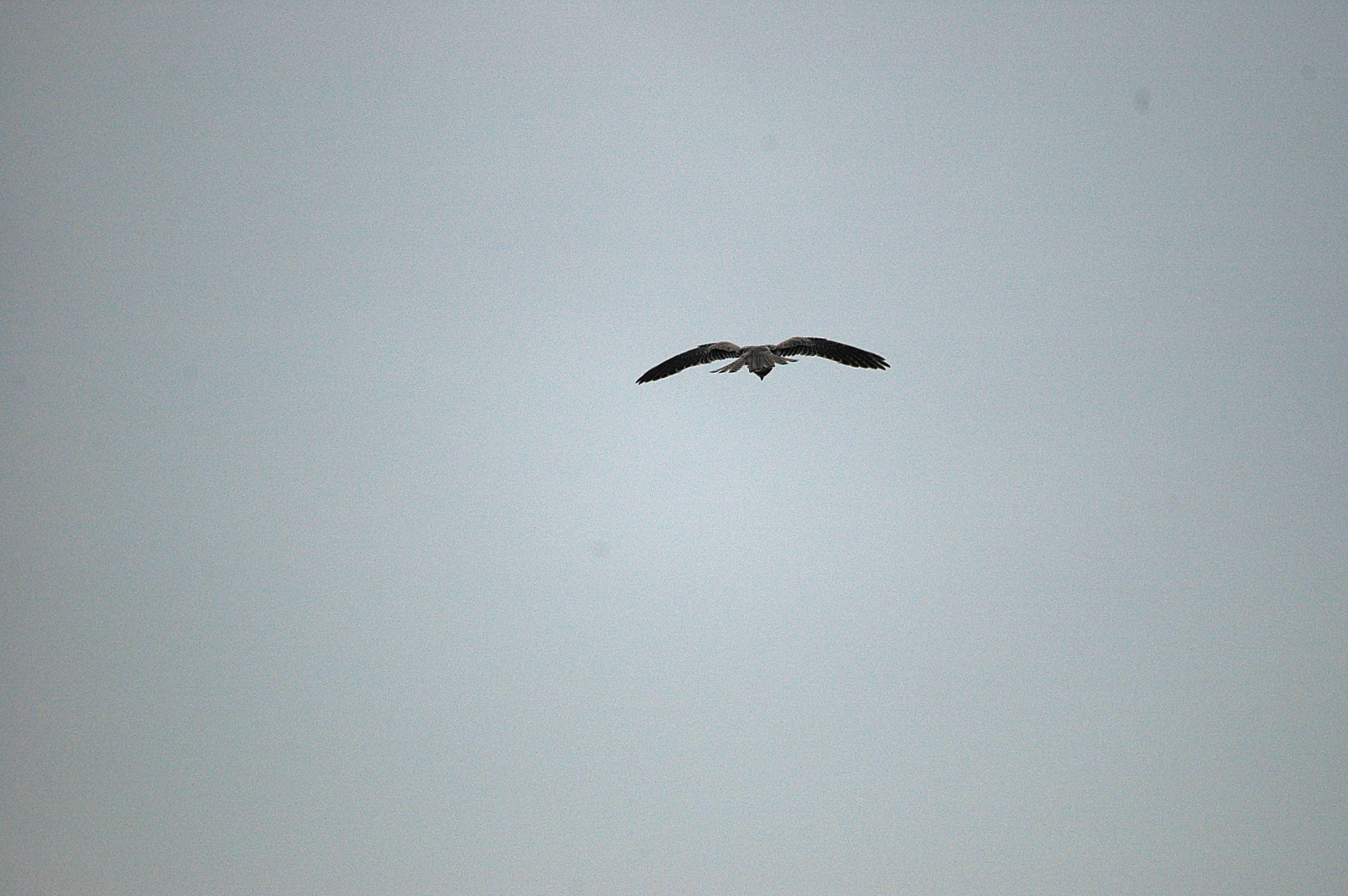 photos/wildlife/Bird_Species/032-Hawks-Eagles-Harriers-Falcons/0898-Peregrine_Falcon/DSC_3355.JPG