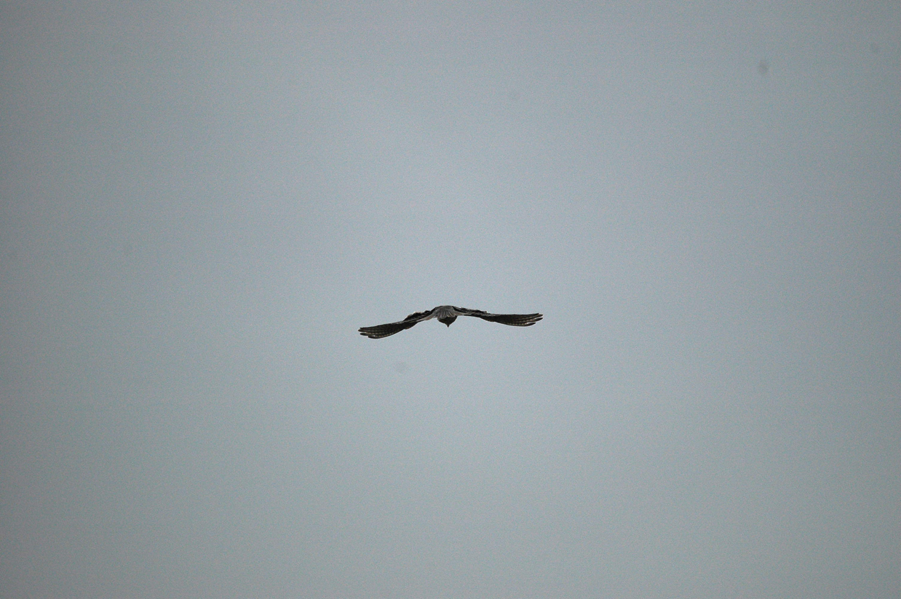 photos/wildlife/Bird_Species/032-Hawks-Eagles-Harriers-Falcons/0898-Peregrine_Falcon/DSC_3356.JPG
