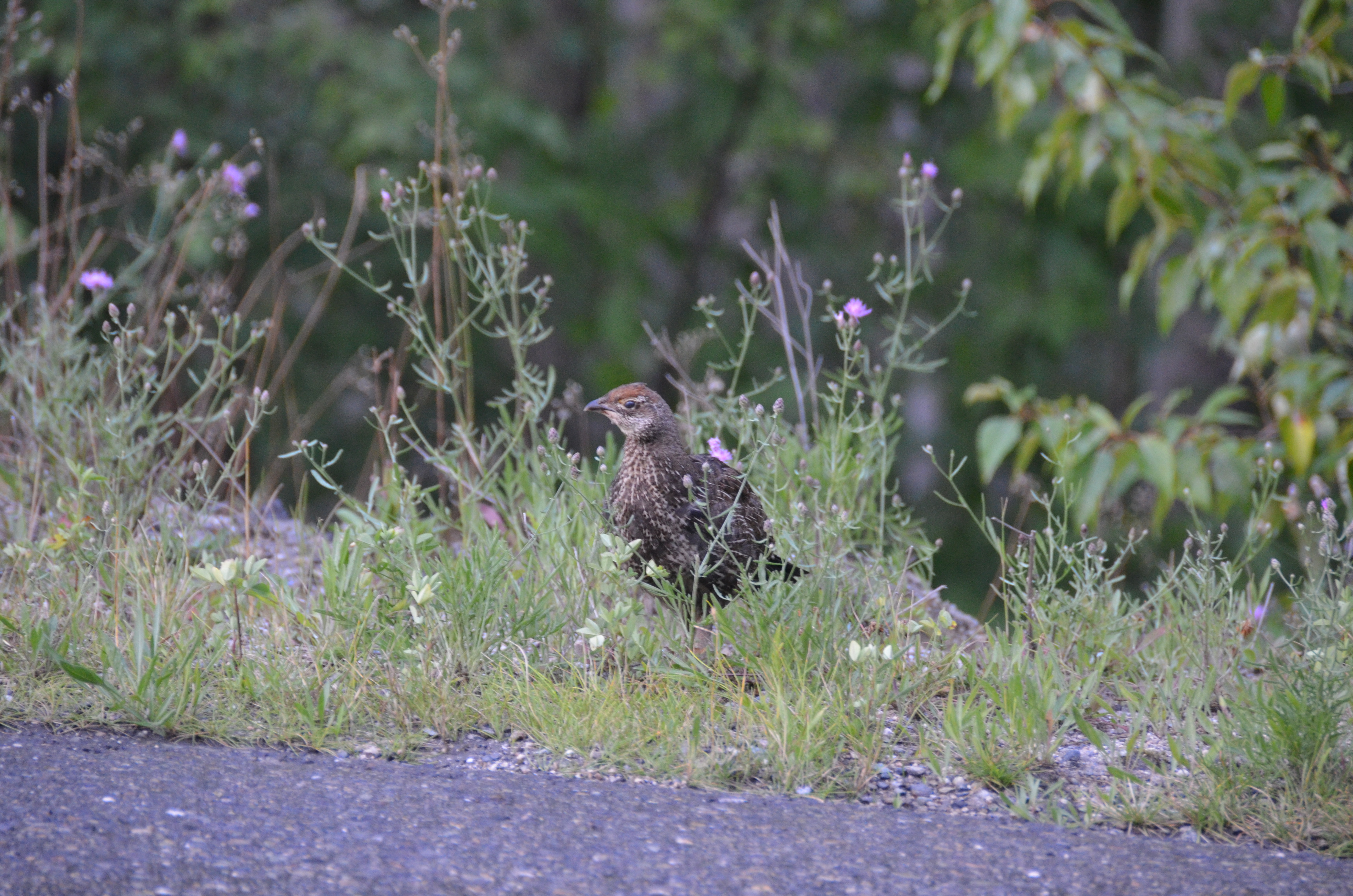 photos/wildlife/Bird_Species/039-Grouse/1018-Ruffed_Grouse/DSC_0555.JPG