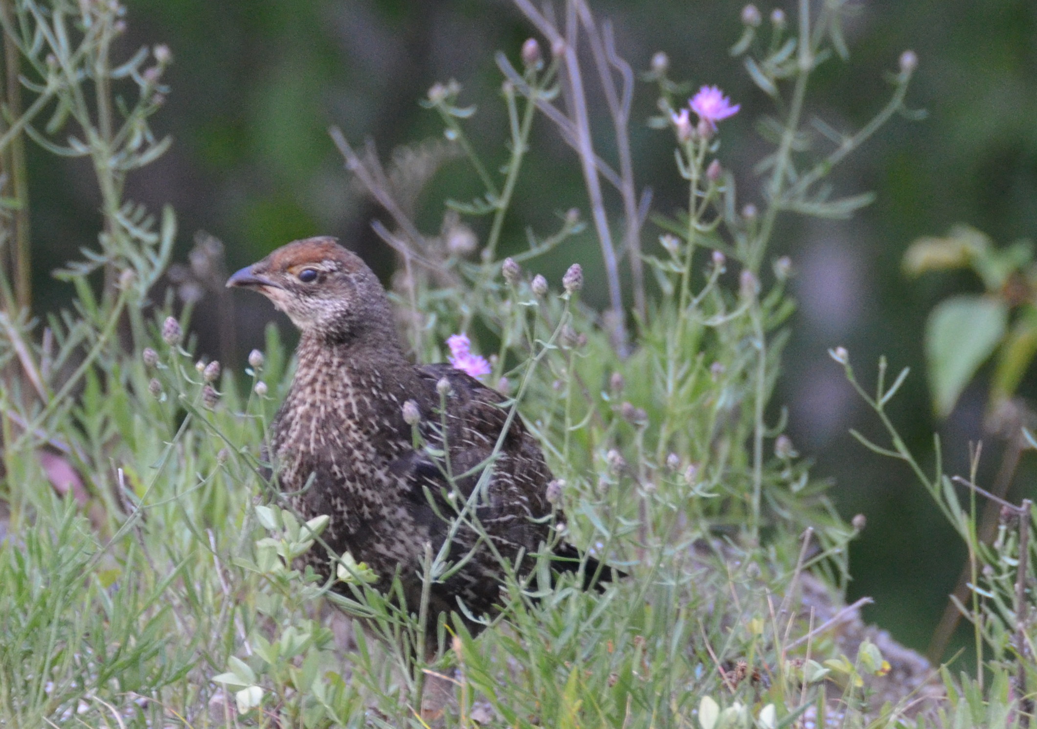 photos/wildlife/Bird_Species/039-Grouse/1018-Ruffed_Grouse/DSC_0555_small.jpg