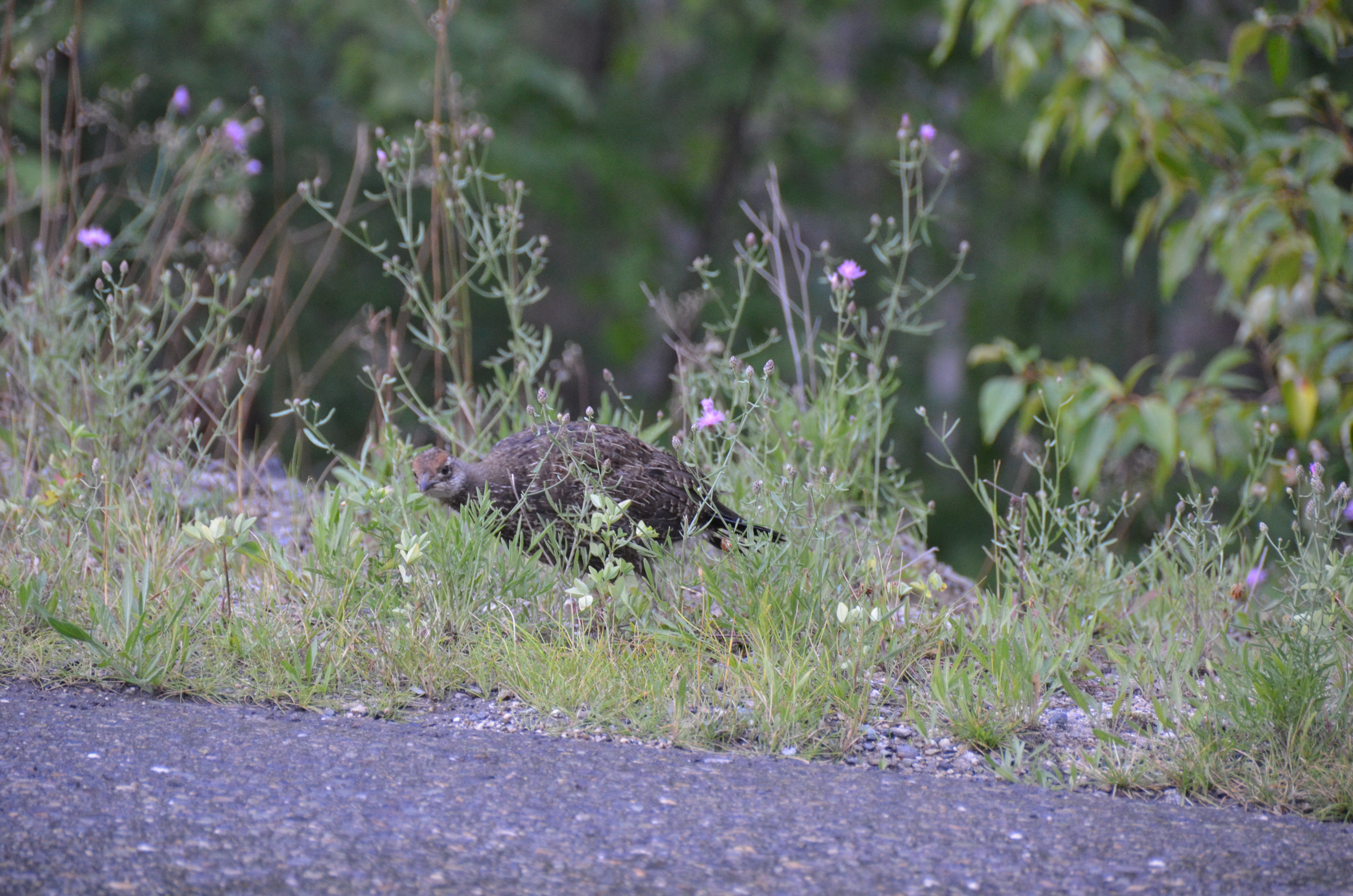 photos/wildlife/Bird_Species/039-Grouse/1018-Ruffed_Grouse/DSC_0556.JPG