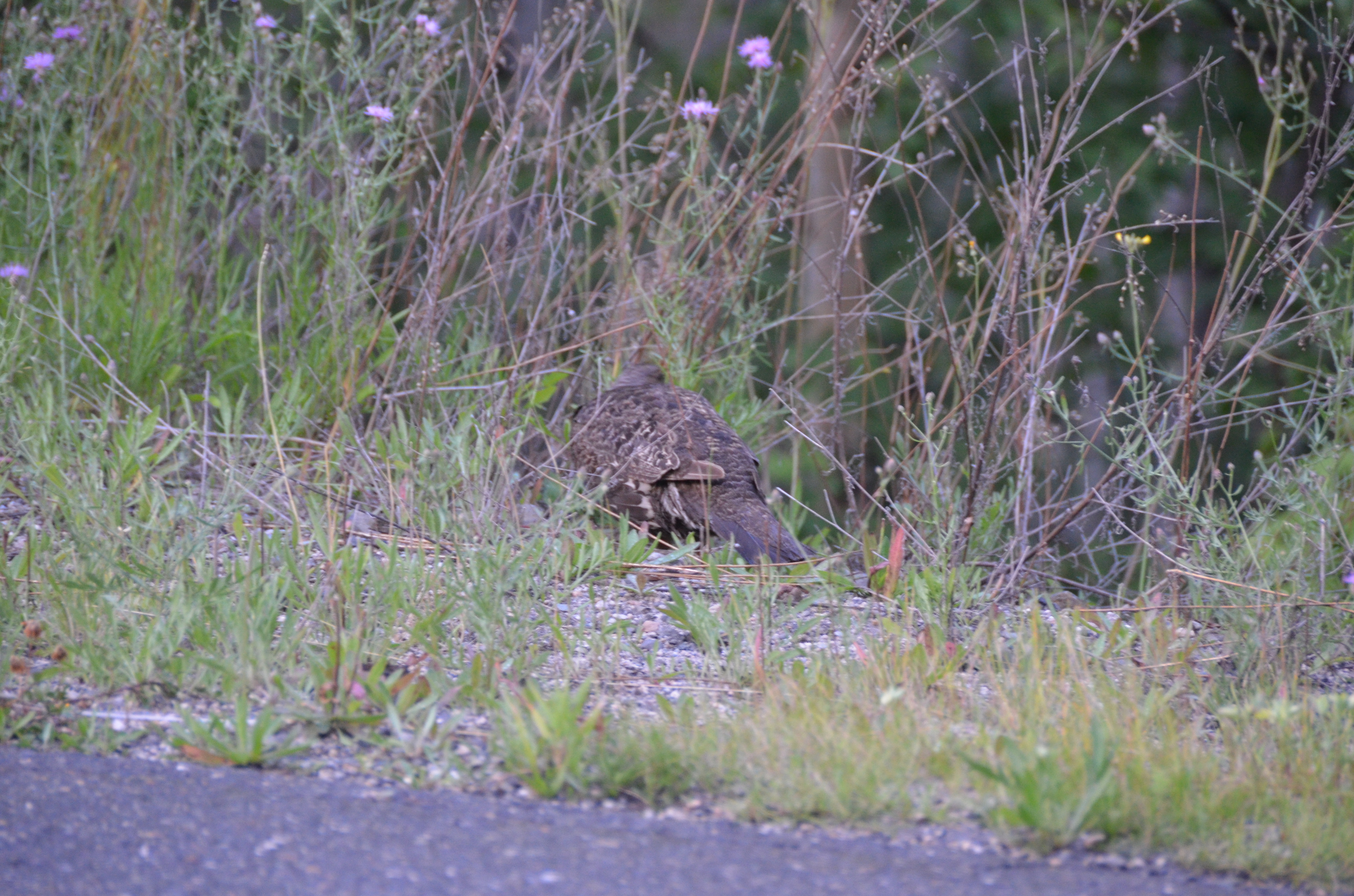 photos/wildlife/Bird_Species/039-Grouse/1018-Ruffed_Grouse/DSC_0557.JPG