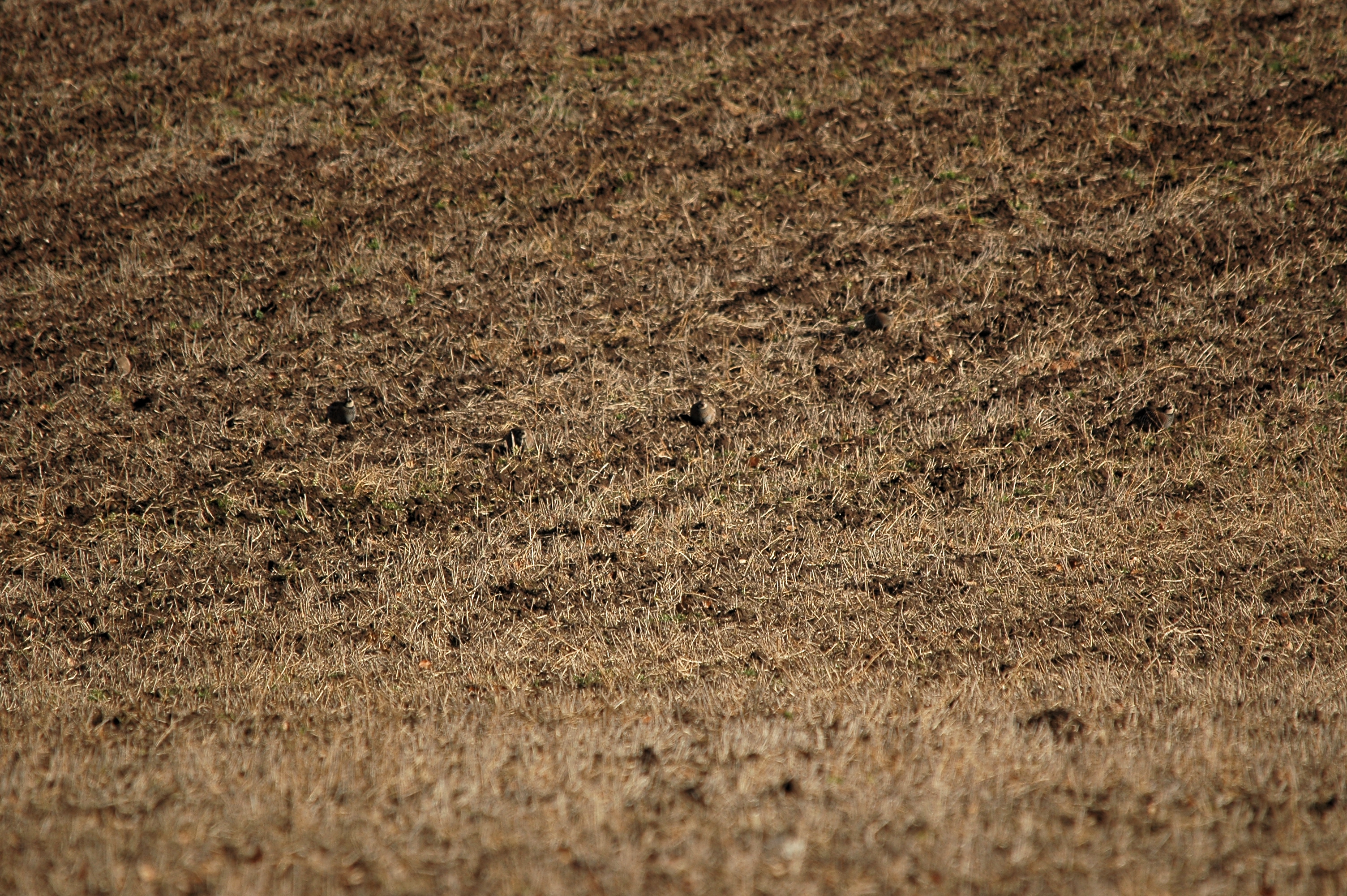 photos/wildlife/Bird_Species/040-Pheasants-Partridges/1038-Red-legged_Partridge/DSC_4879.JPG
