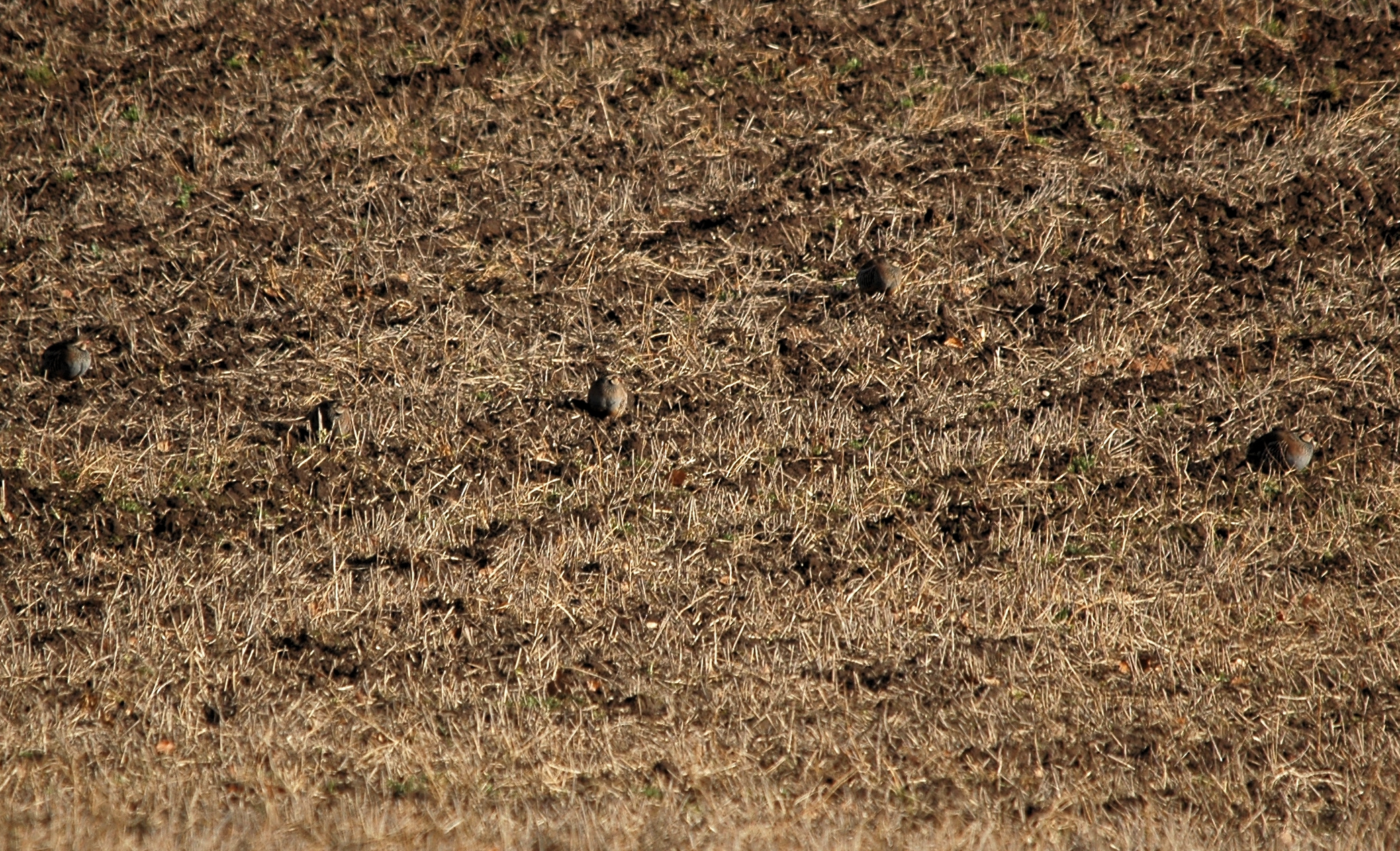 photos/wildlife/Bird_Species/040-Pheasants-Partridges/1038-Red-legged_Partridge/DSC_4880_sm.jpg