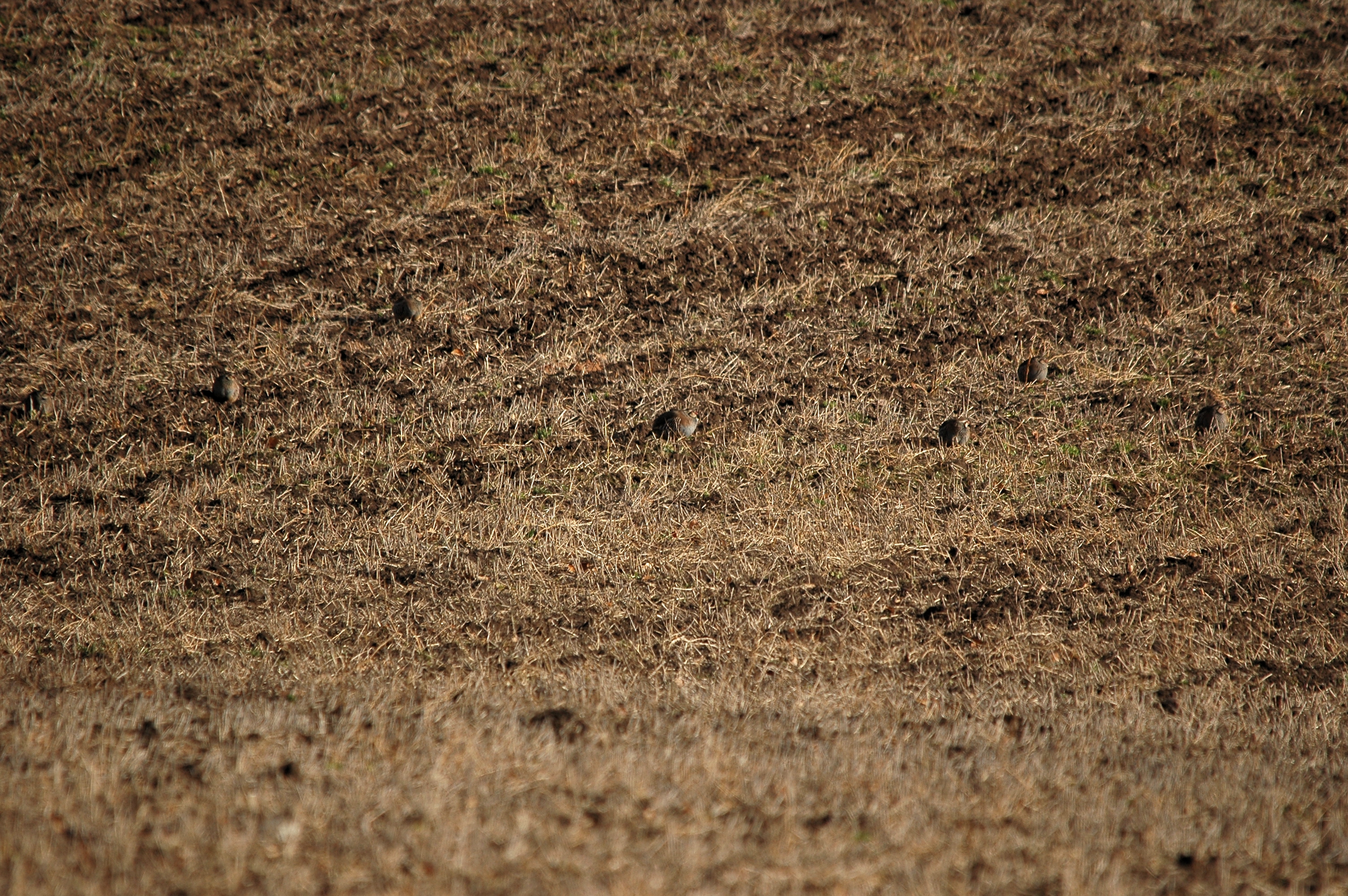 photos/wildlife/Bird_Species/040-Pheasants-Partridges/1038-Red-legged_Partridge/DSC_4881.JPG