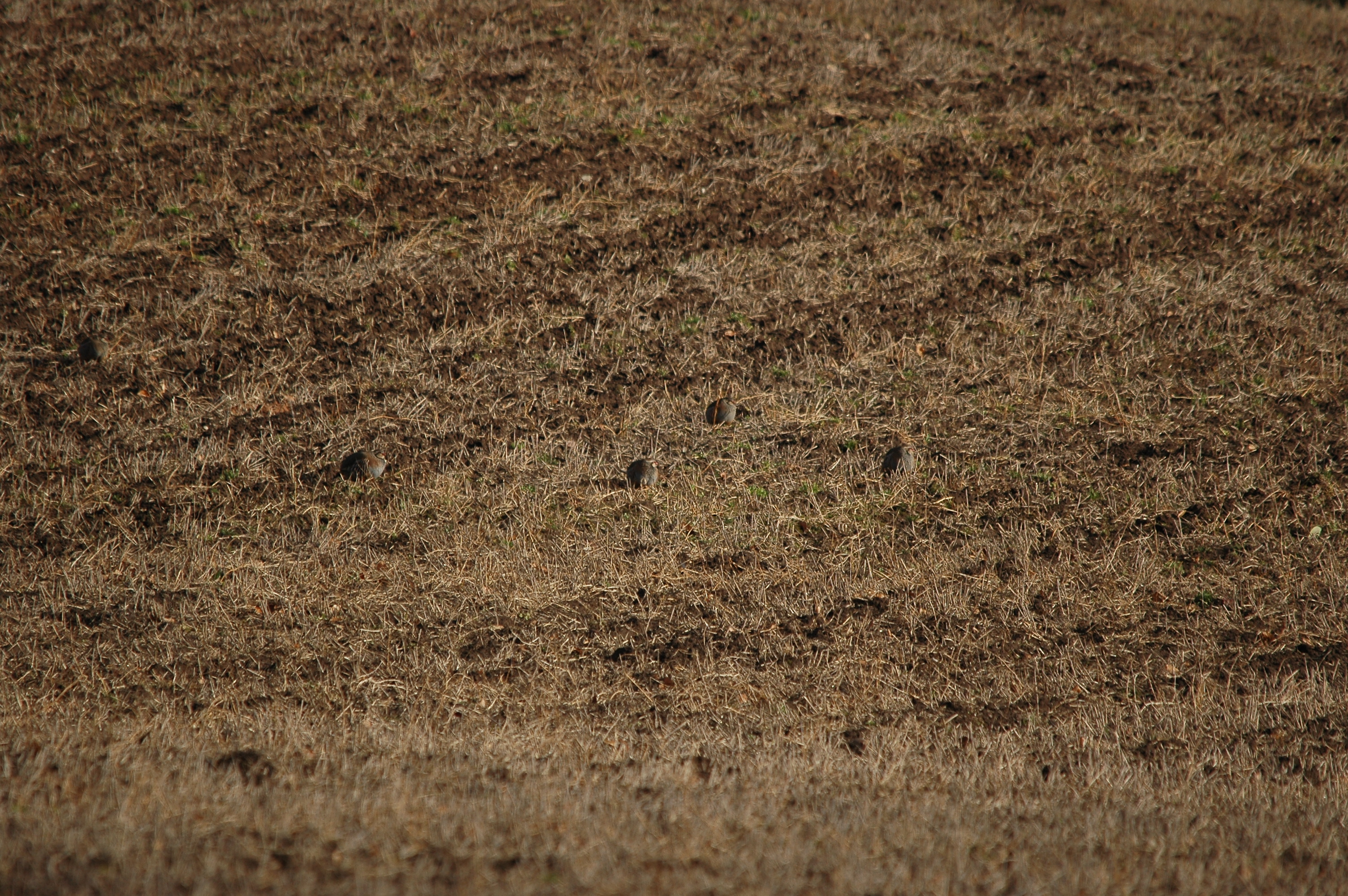 photos/wildlife/Bird_Species/040-Pheasants-Partridges/1038-Red-legged_Partridge/DSC_4882.JPG