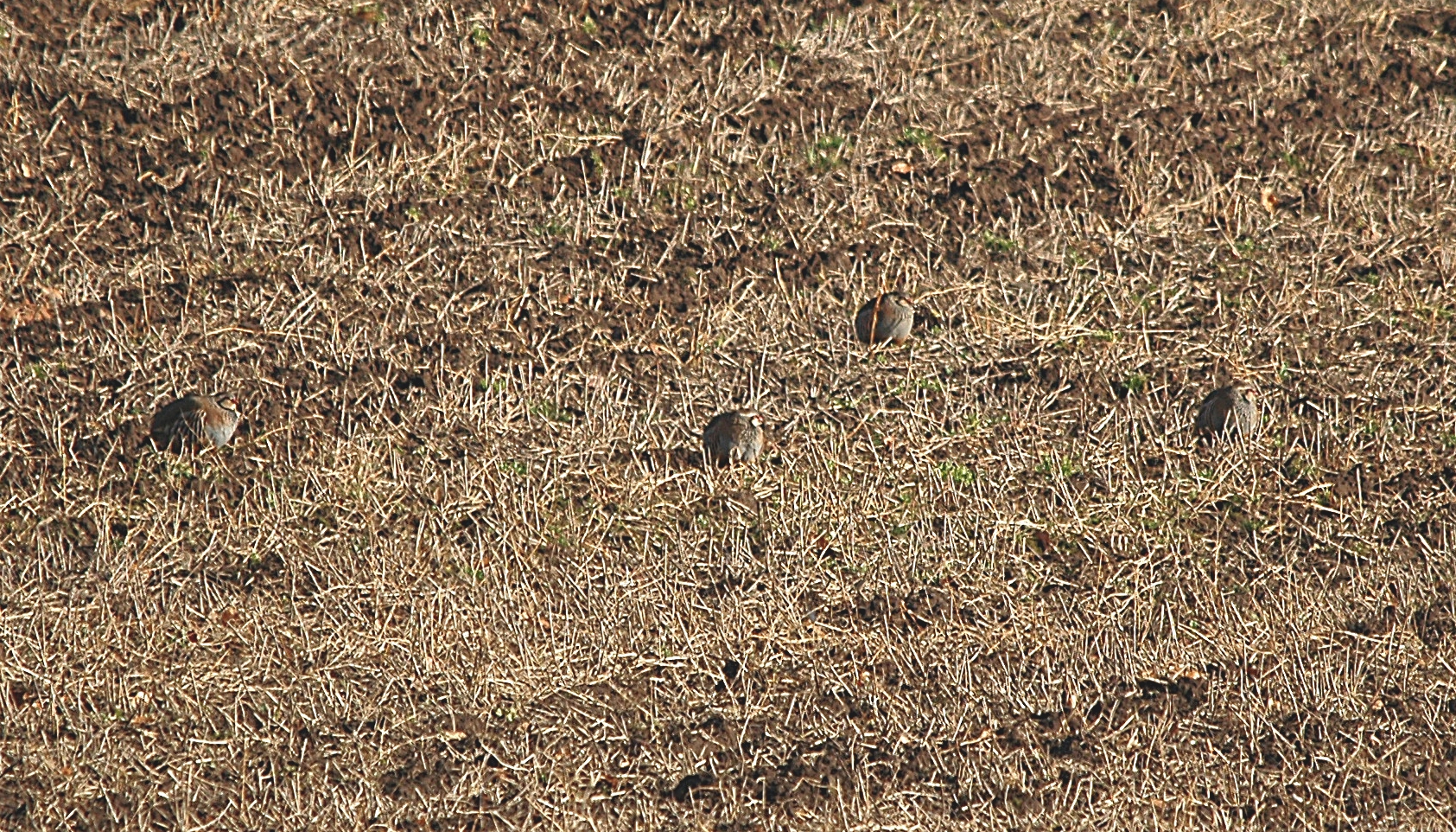 photos/wildlife/Bird_Species/040-Pheasants-Partridges/1038-Red-legged_Partridge/DSC_4882_sm.jpg