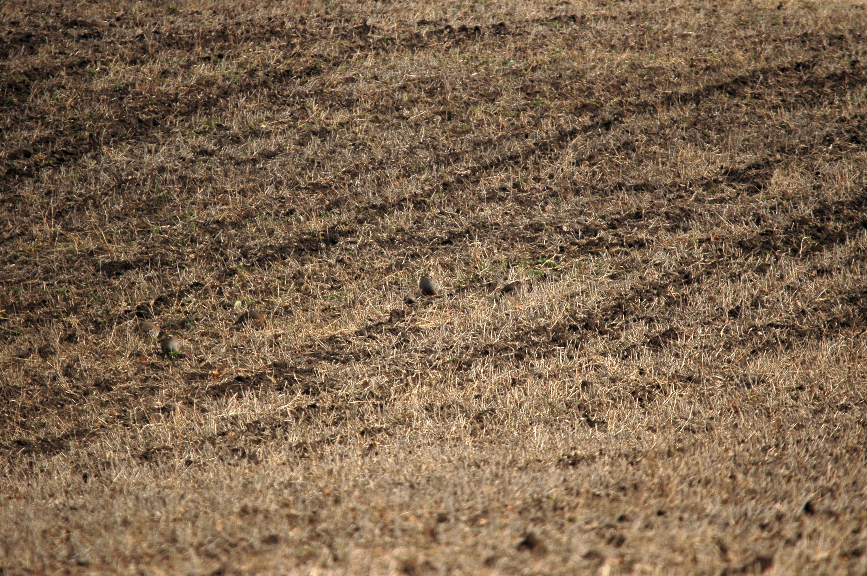 photos/wildlife/Bird_Species/040-Pheasants-Partridges/1038-Red-legged_Partridge/DSC_4883.JPG