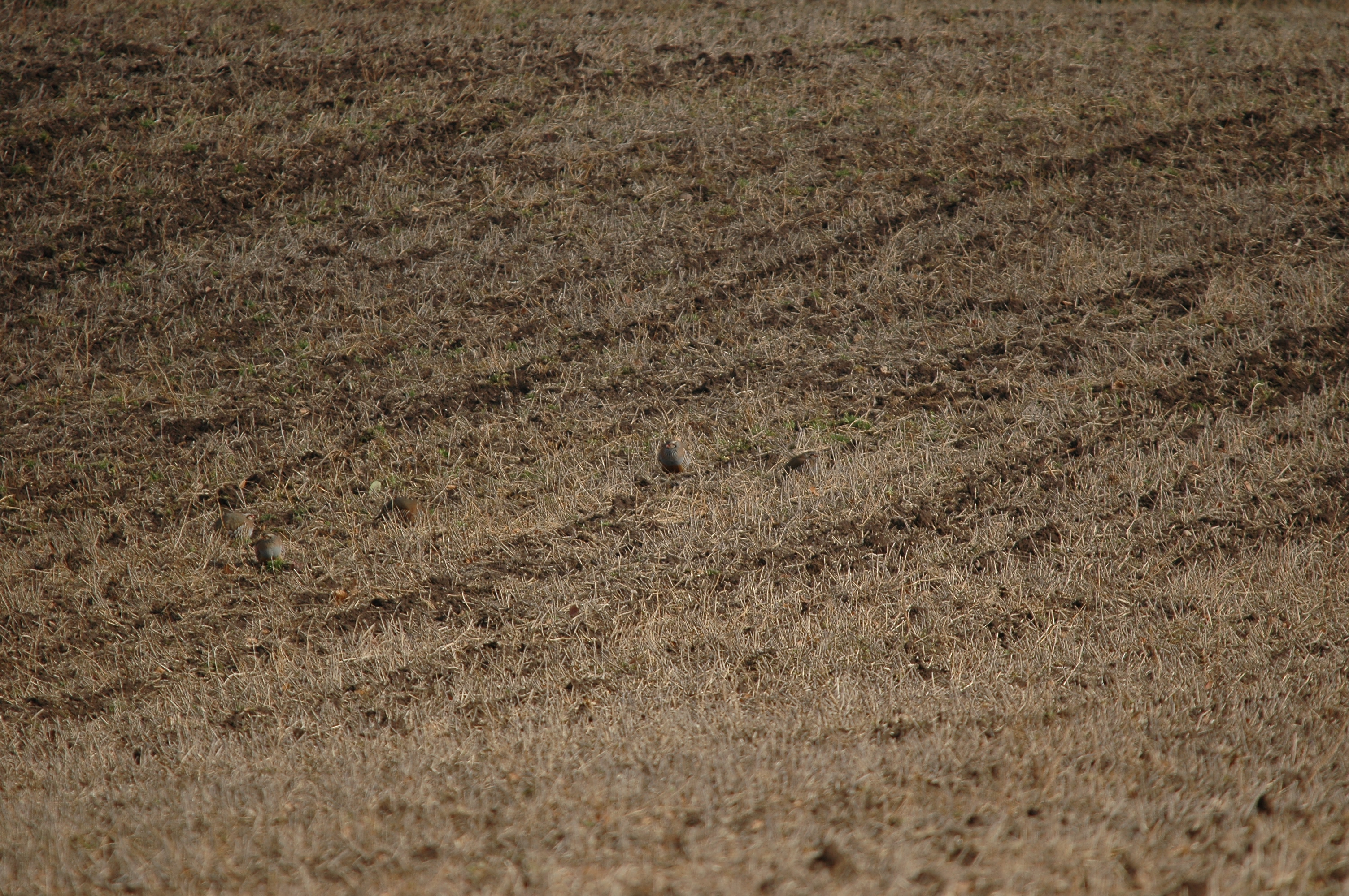 photos/wildlife/Bird_Species/040-Pheasants-Partridges/1038-Red-legged_Partridge/DSC_4884.JPG