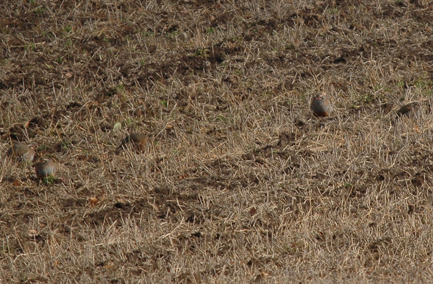 photos/wildlife/Bird_Species/040-Pheasants-Partridges/1038-Red-legged_Partridge/DSC_4884_sm.jpg