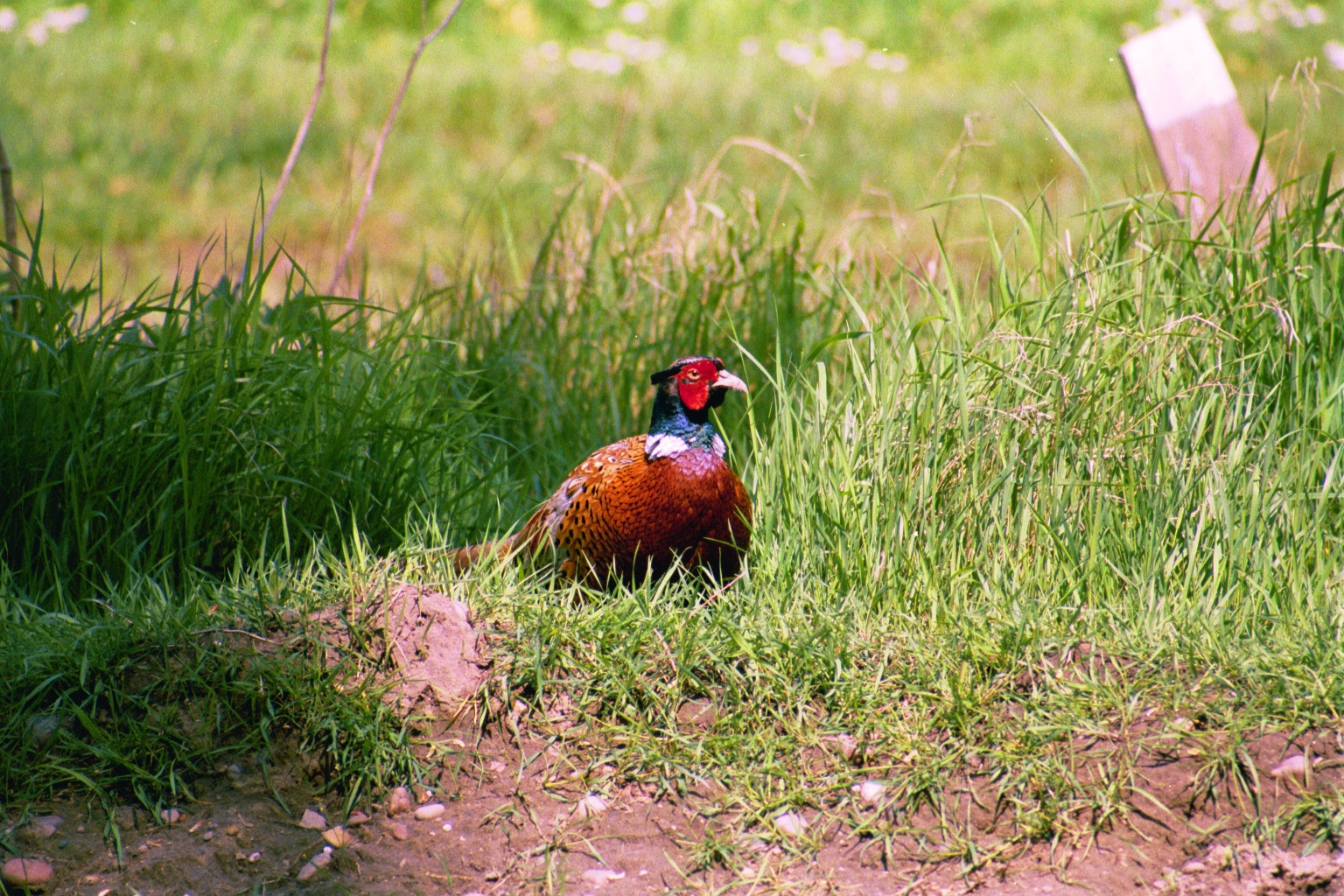 photos/wildlife/Bird_Species/040-Pheasants-Partridges/1168-Common_Pheasant/20010614-Welbeck-01.jpg