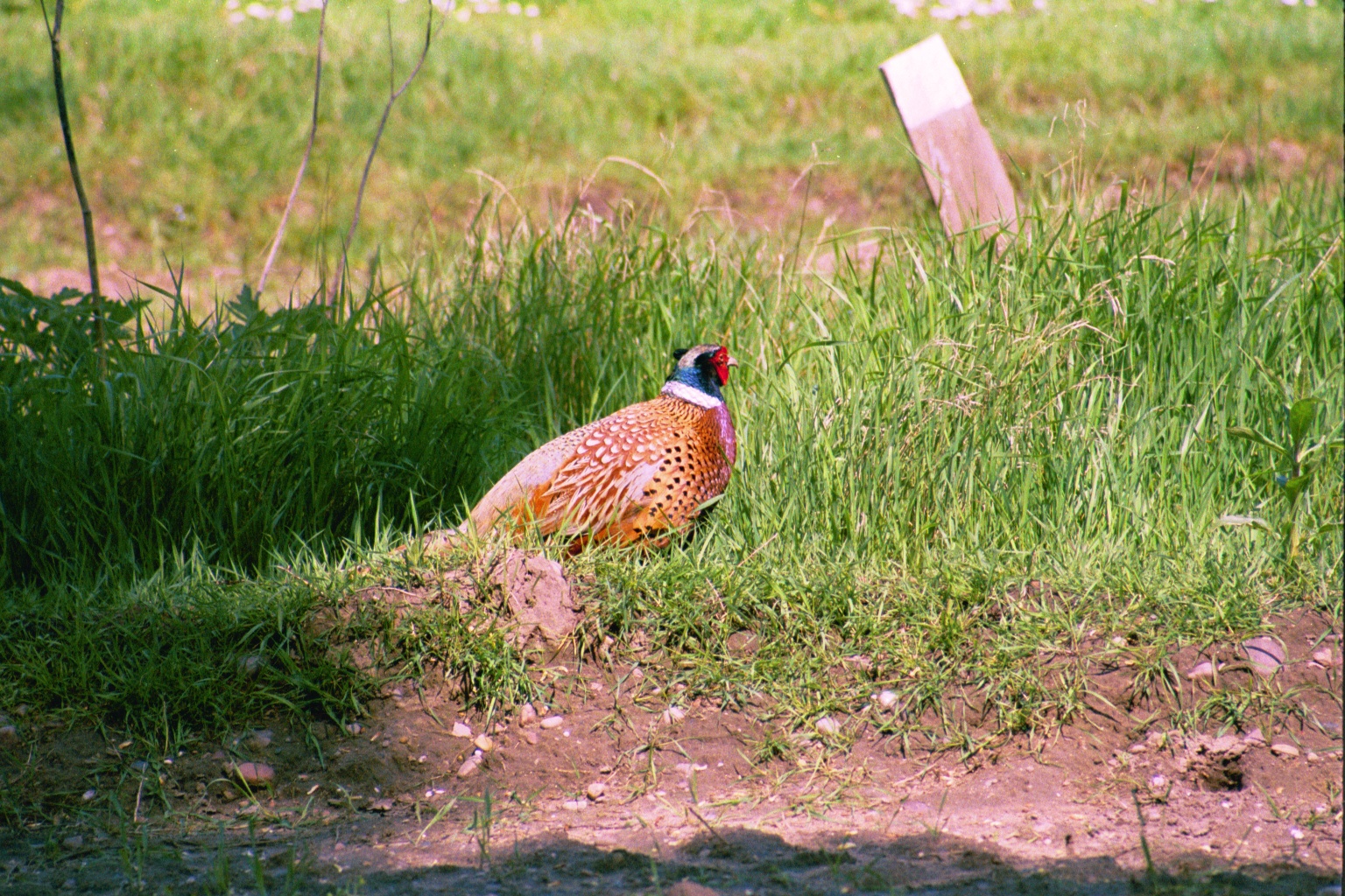 photos/wildlife/Bird_Species/040-Pheasants-Partridges/1168-Common_Pheasant/20010614-Welbeck-02.jpg
