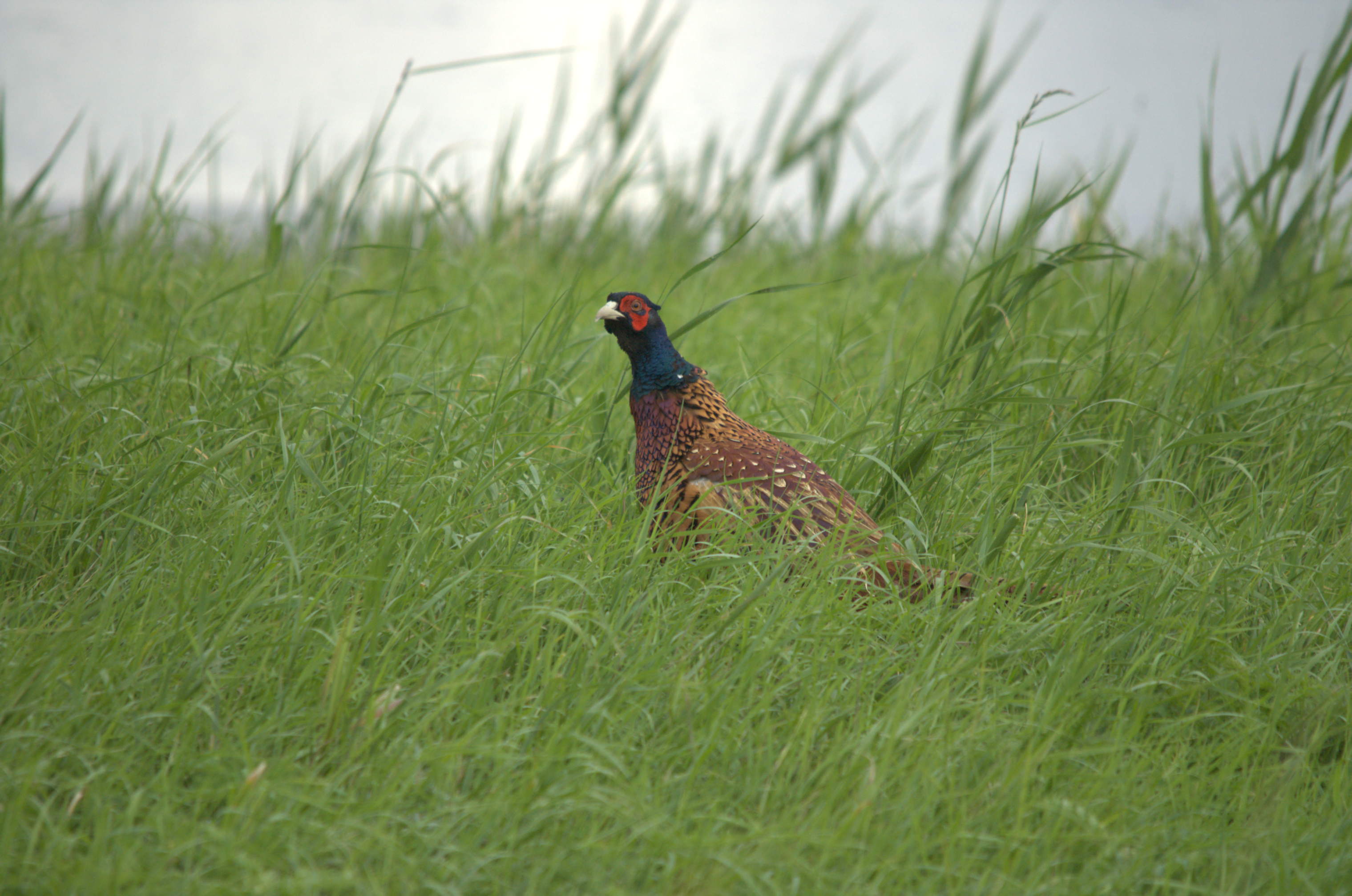 photos/wildlife/Bird_Species/040-Pheasants-Partridges/1168-Common_Pheasant/DSC_3328.jpeg