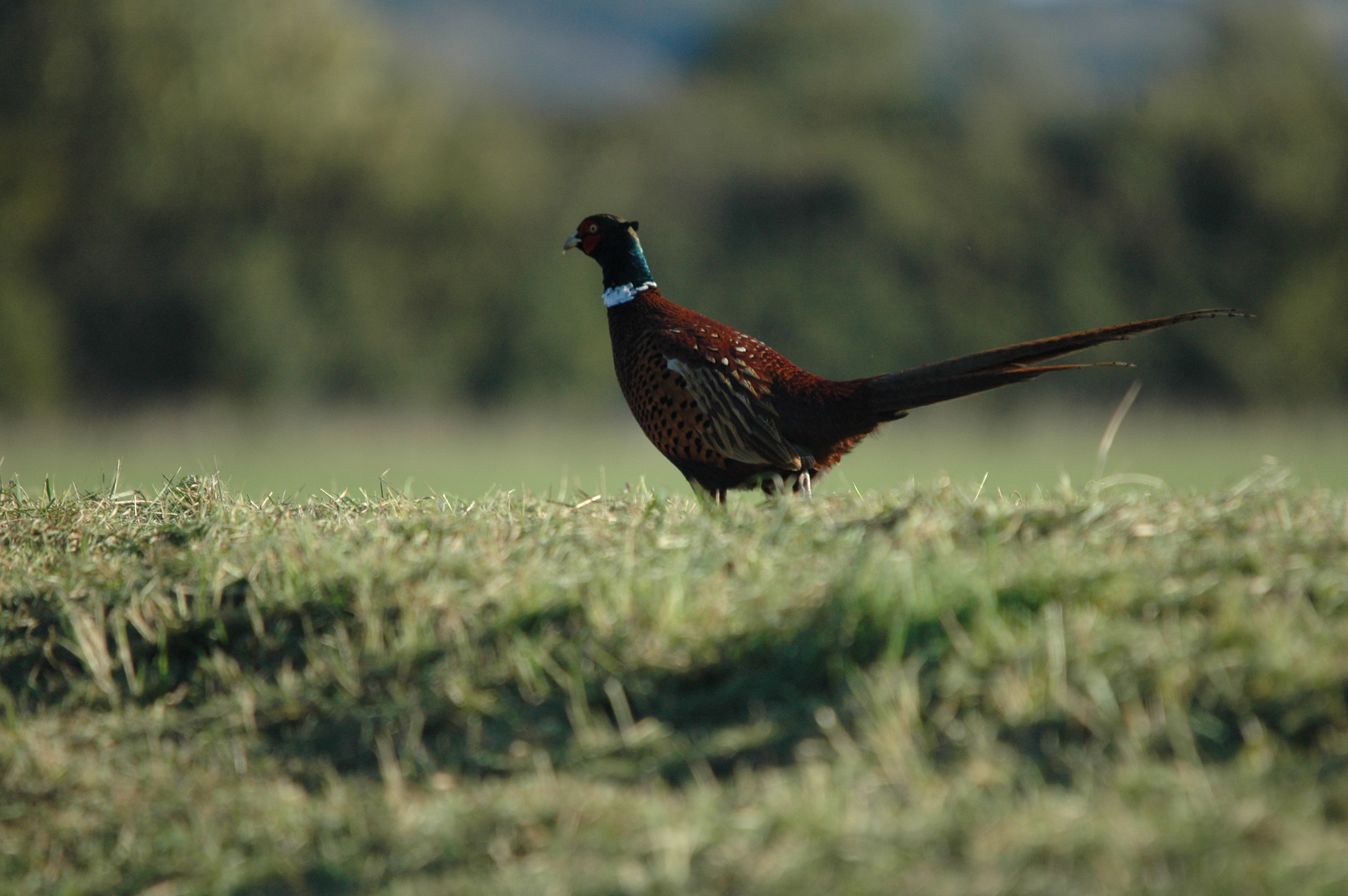 photos/wildlife/Bird_Species/040-Pheasants-Partridges/1168-Common_Pheasant/DSC_3710.JPG