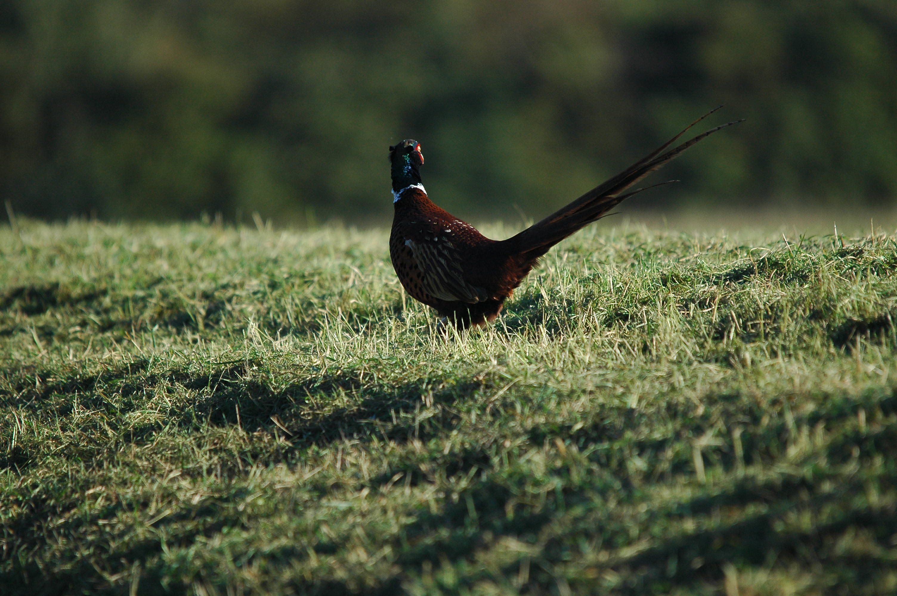 photos/wildlife/Bird_Species/040-Pheasants-Partridges/1168-Common_Pheasant/DSC_3711.JPG