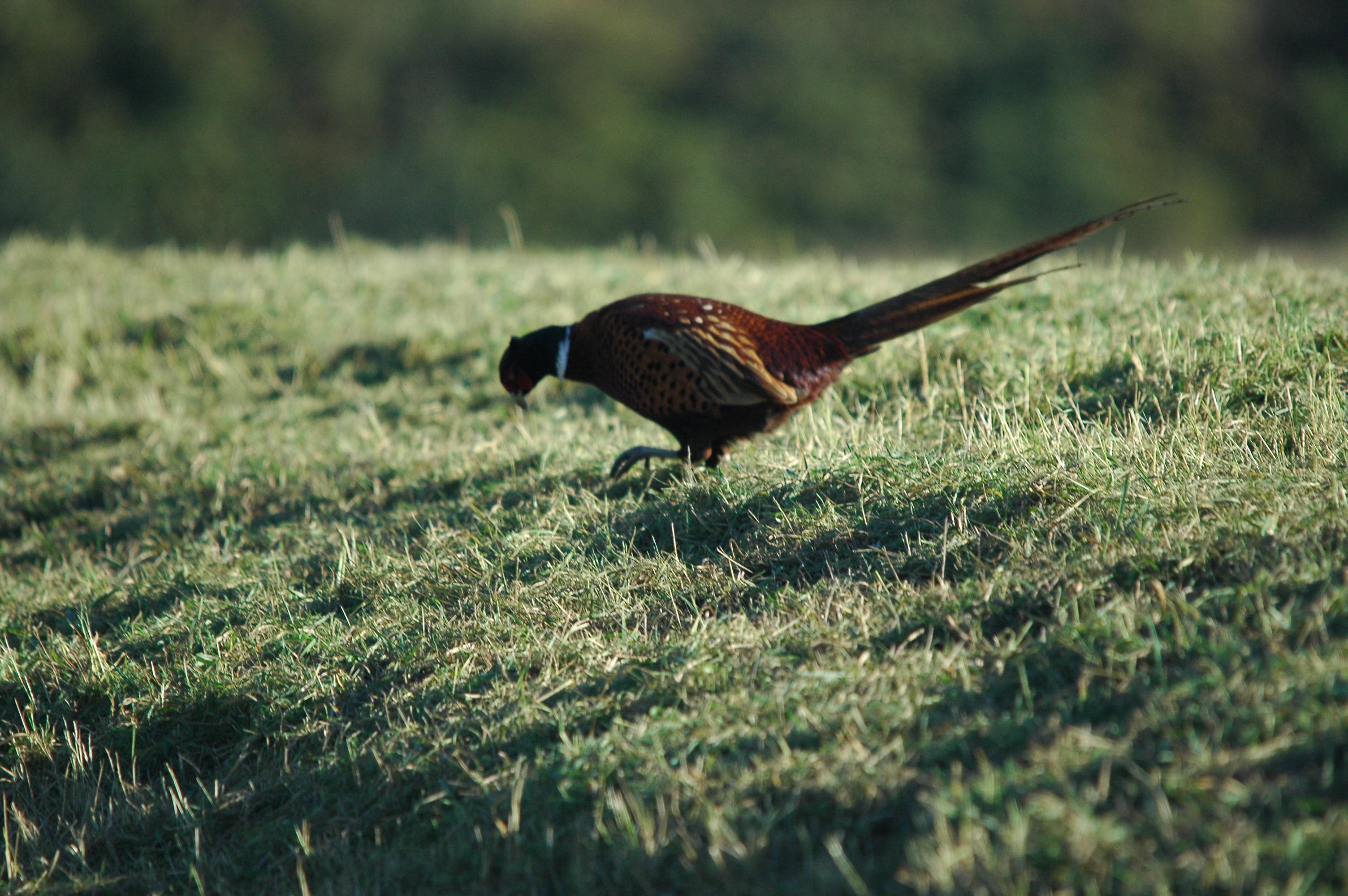 photos/wildlife/Bird_Species/040-Pheasants-Partridges/1168-Common_Pheasant/DSC_3712.JPG