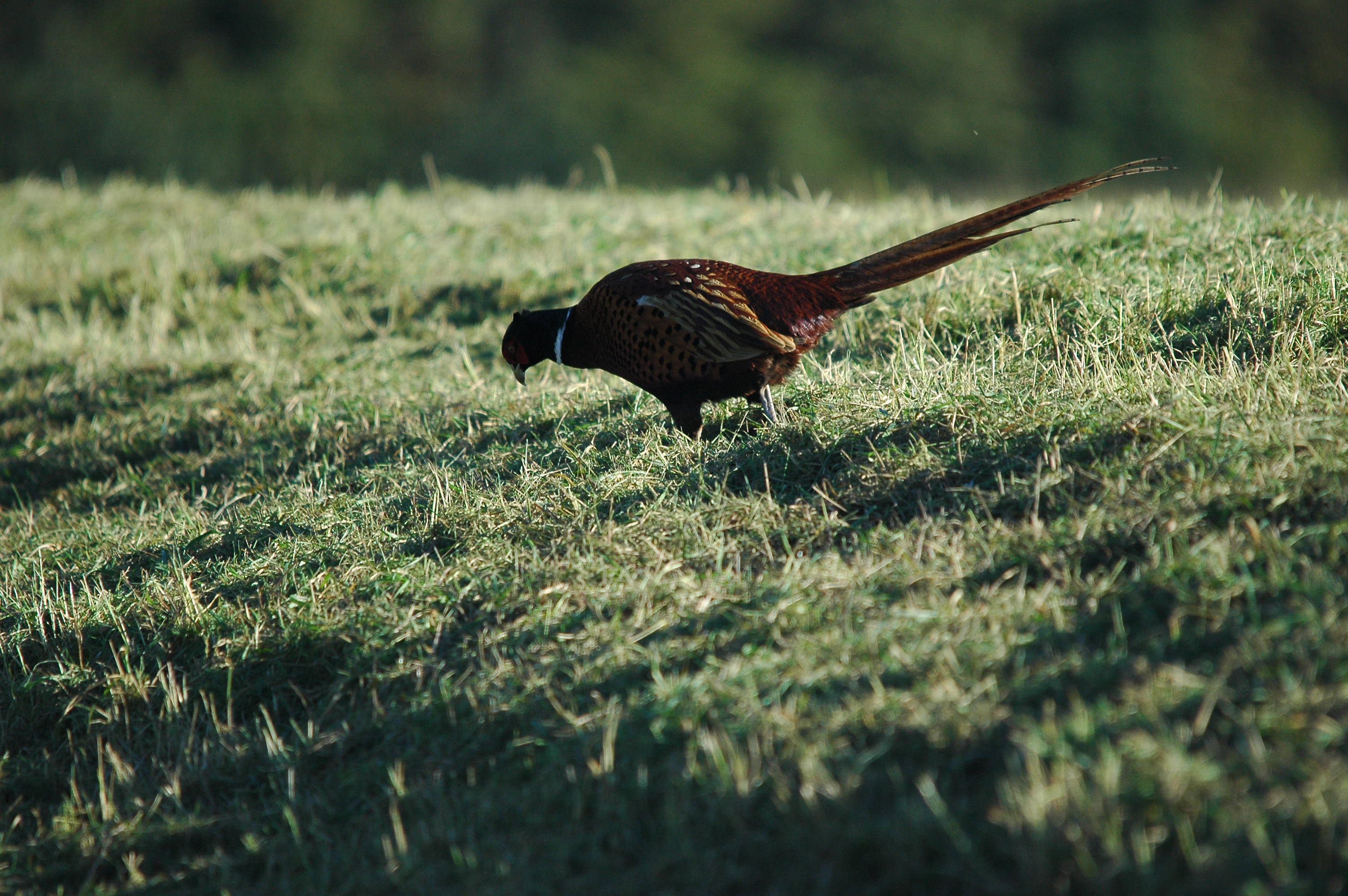 photos/wildlife/Bird_Species/040-Pheasants-Partridges/1168-Common_Pheasant/DSC_3713.JPG