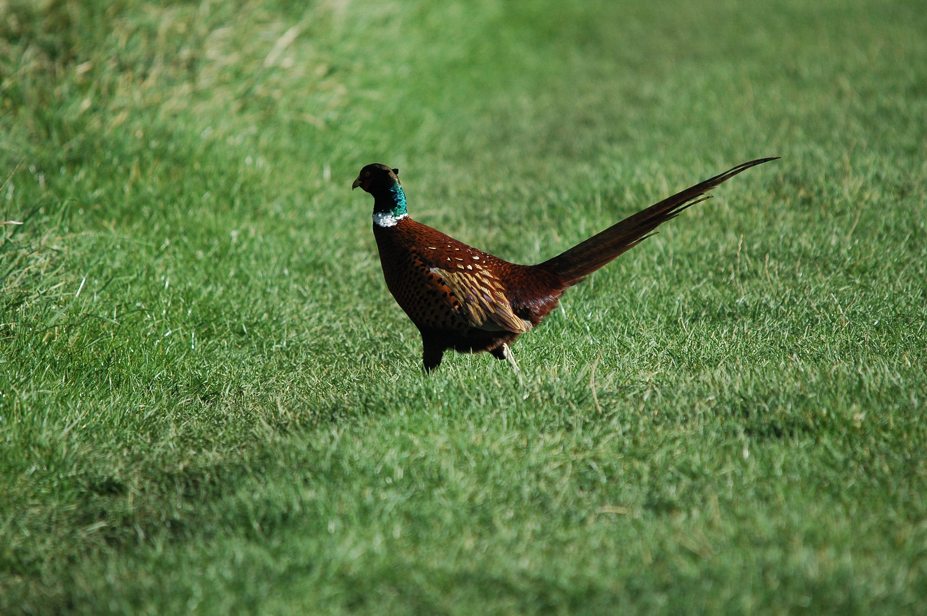 photos/wildlife/Bird_Species/040-Pheasants-Partridges/1168-Common_Pheasant/DSC_3715.JPG
