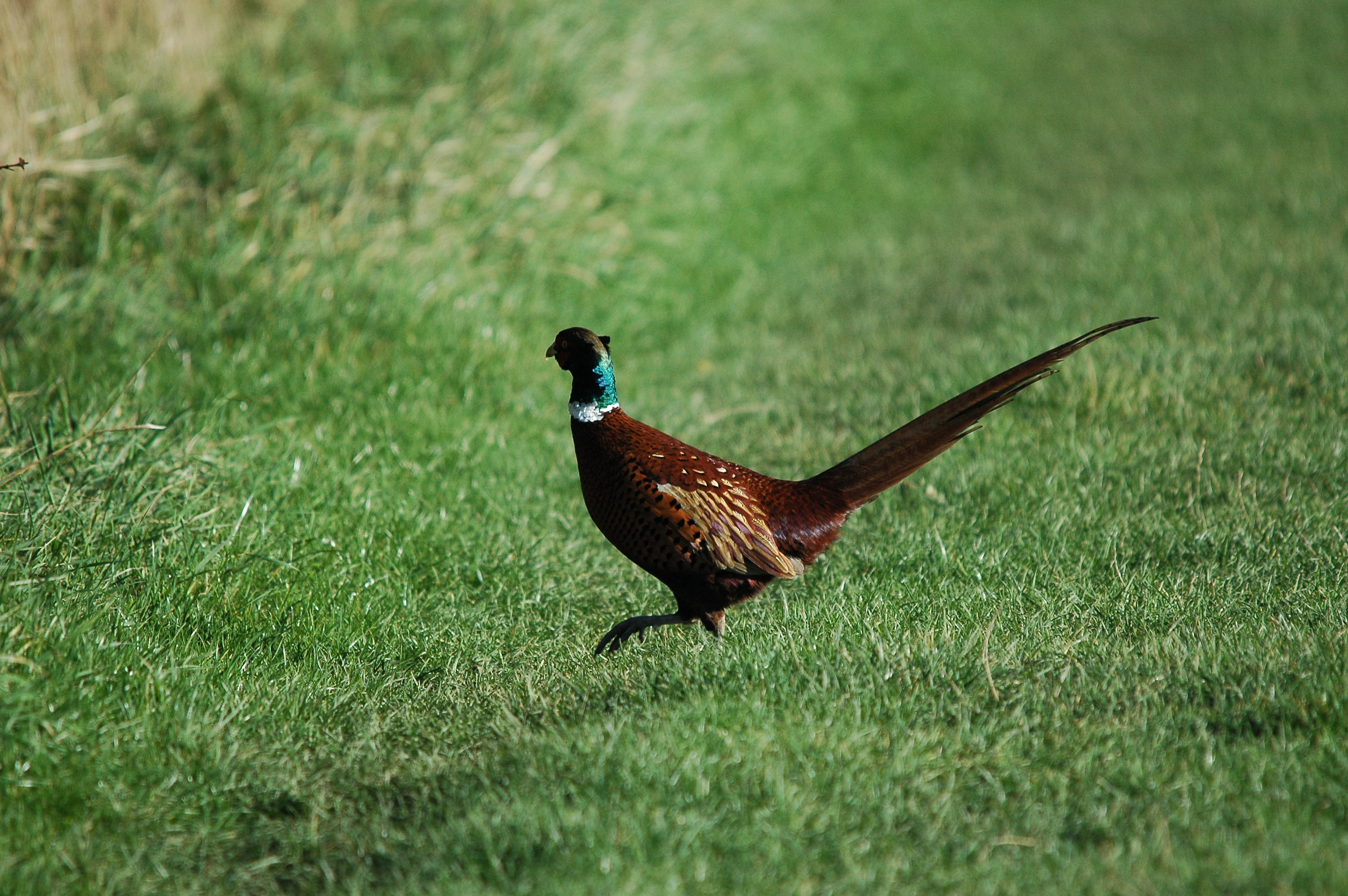 photos/wildlife/Bird_Species/040-Pheasants-Partridges/1168-Common_Pheasant/DSC_3716.JPG
