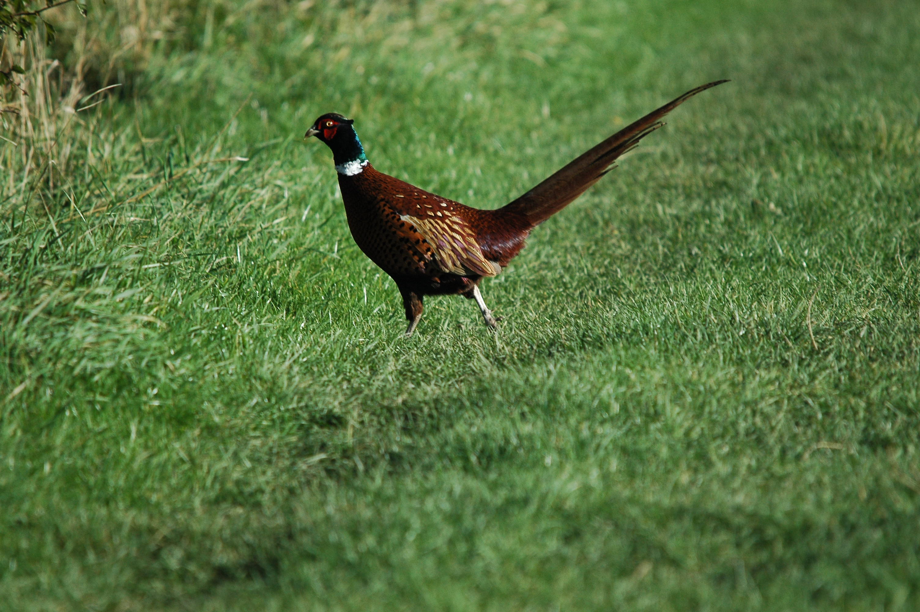 photos/wildlife/Bird_Species/040-Pheasants-Partridges/1168-Common_Pheasant/DSC_3717.JPG