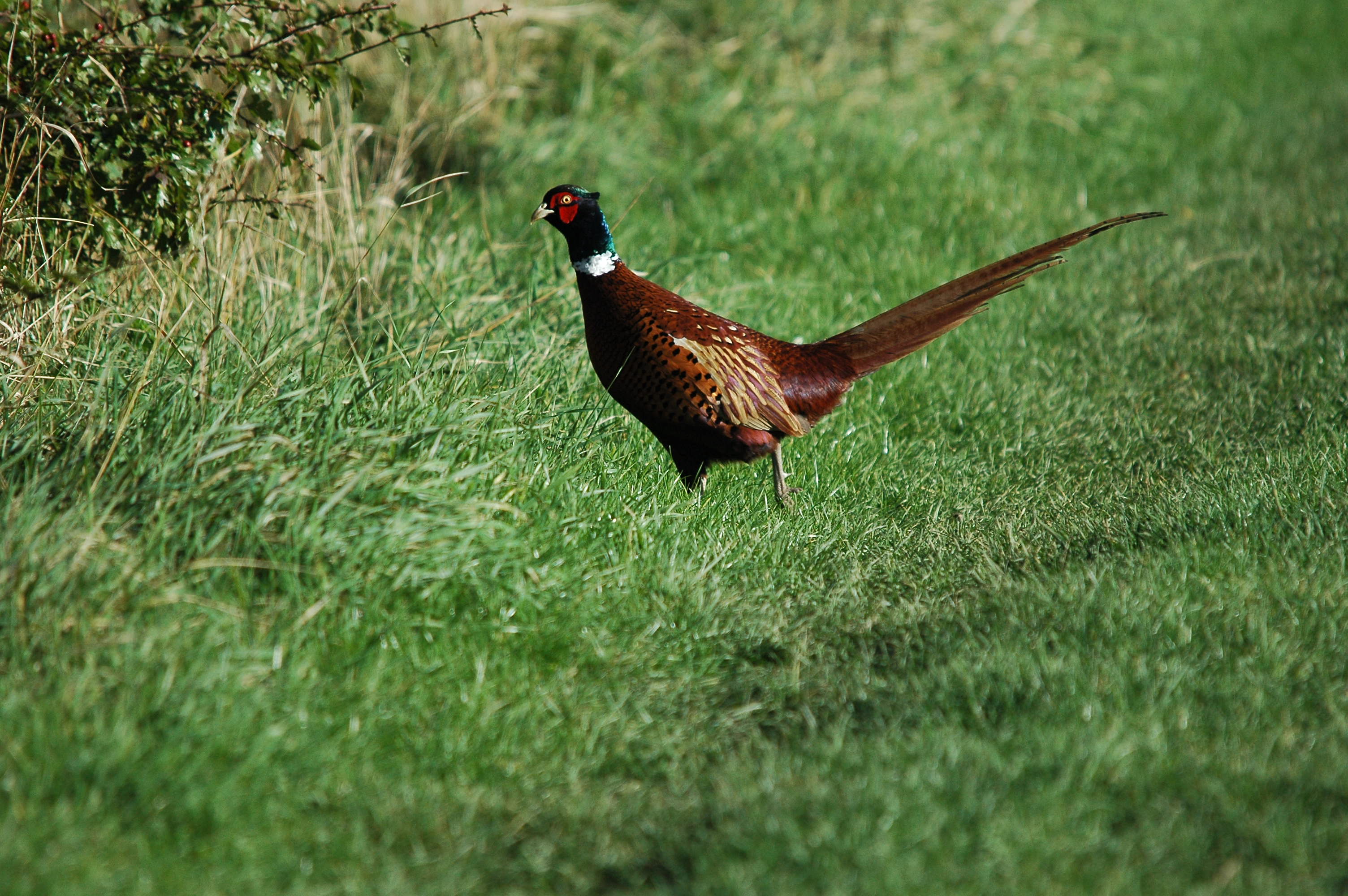 photos/wildlife/Bird_Species/040-Pheasants-Partridges/1168-Common_Pheasant/DSC_3718.JPG