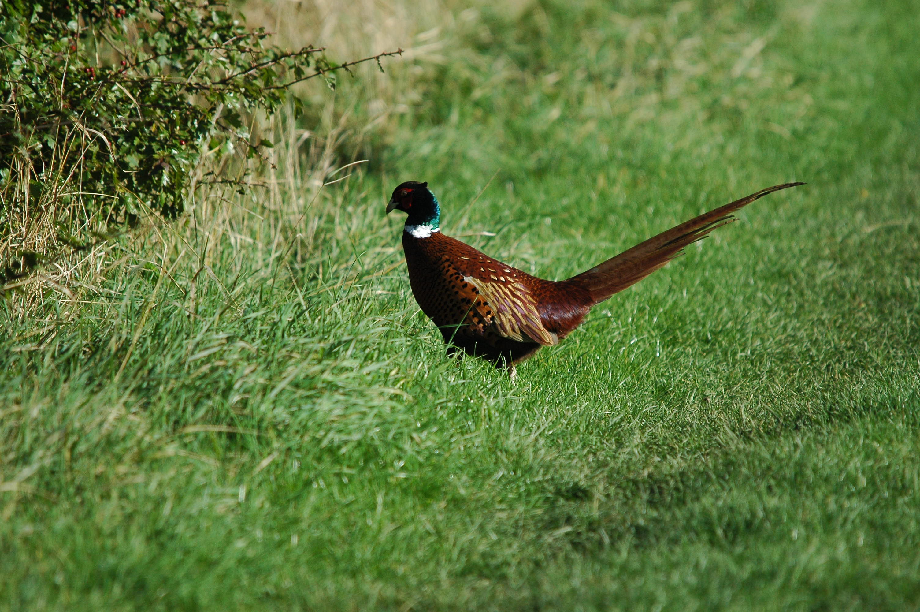 photos/wildlife/Bird_Species/040-Pheasants-Partridges/1168-Common_Pheasant/DSC_3719.JPG