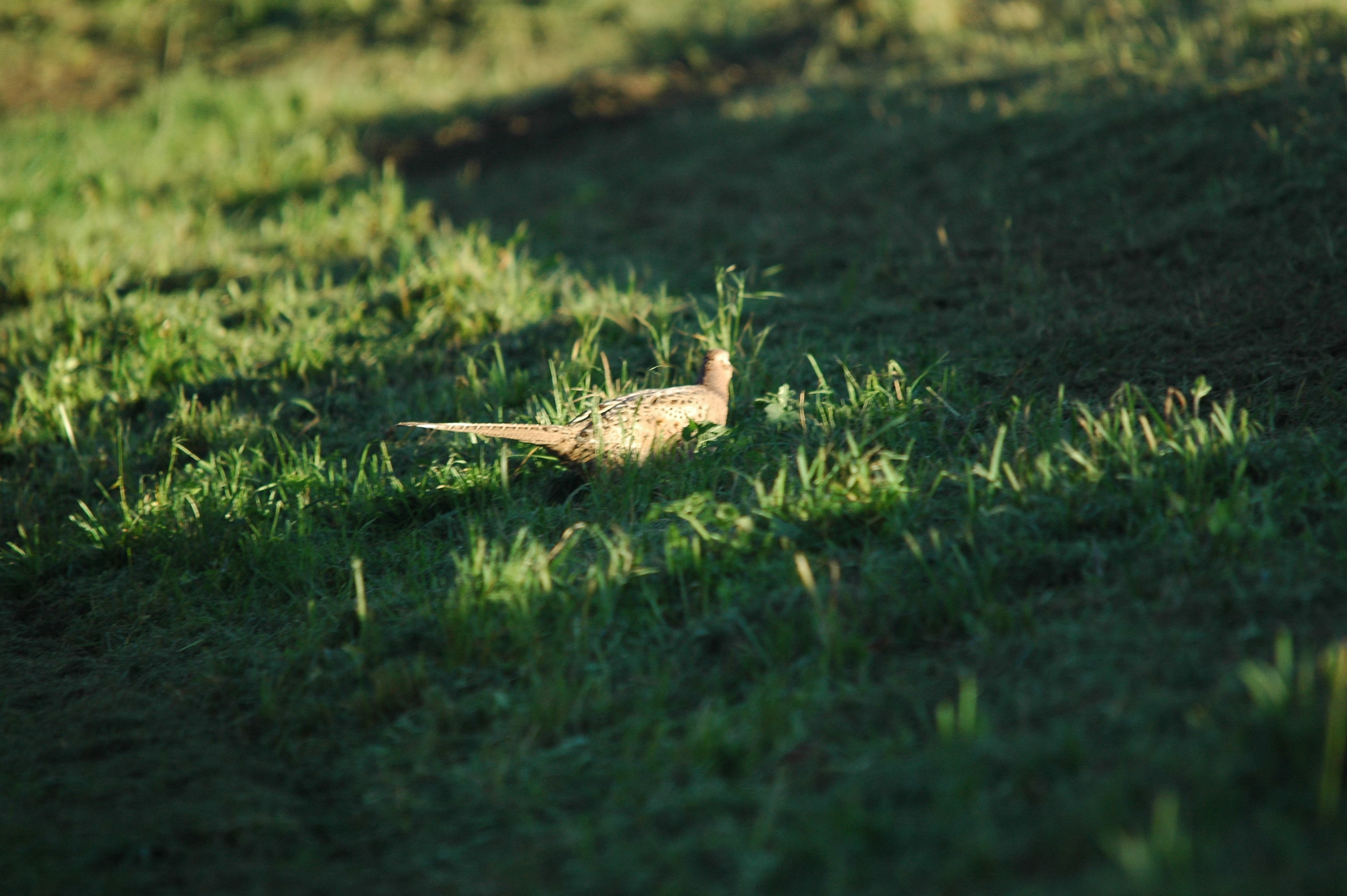 photos/wildlife/Bird_Species/040-Pheasants-Partridges/1168-Common_Pheasant/DSC_3765.JPG