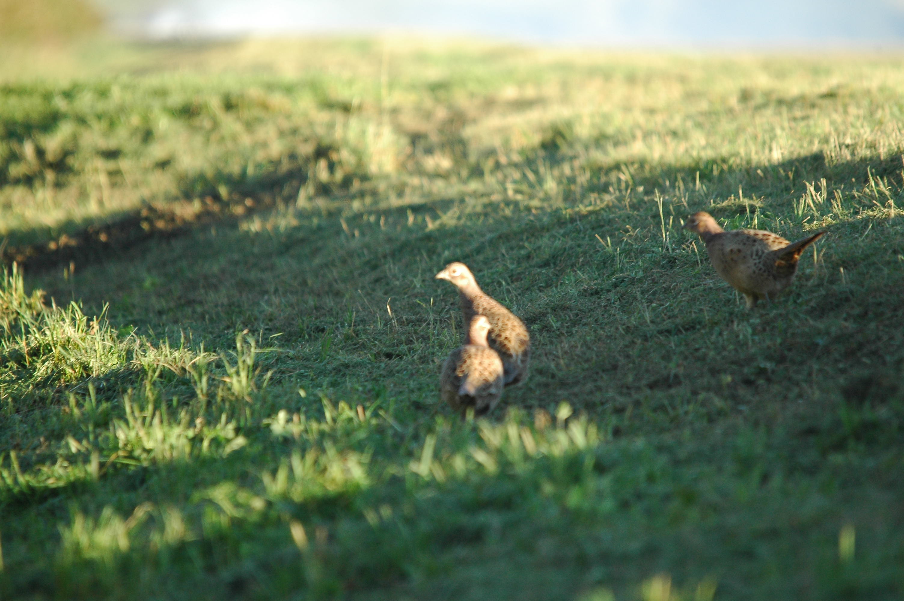 photos/wildlife/Bird_Species/040-Pheasants-Partridges/1168-Common_Pheasant/DSC_3766.JPG
