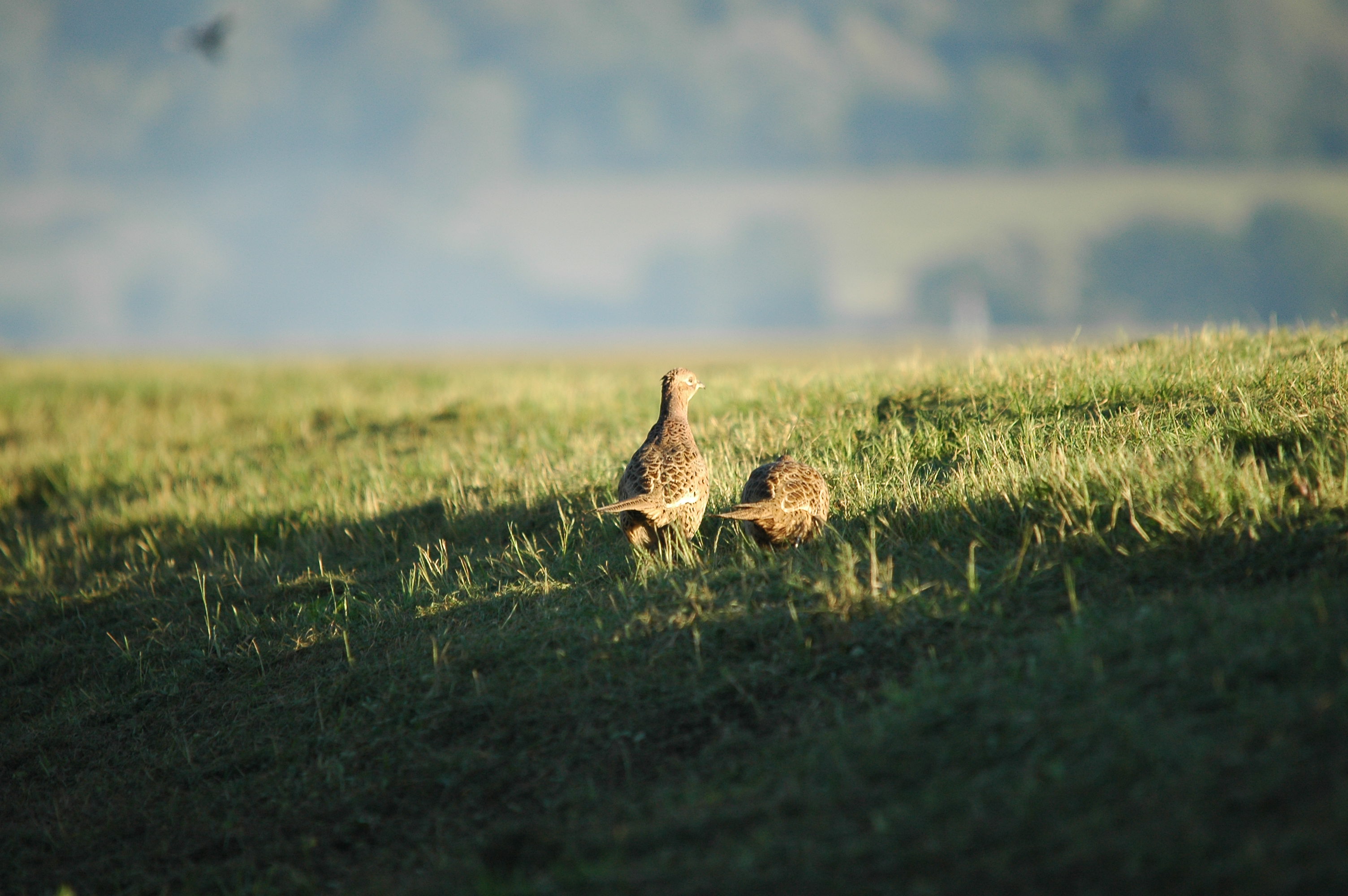 photos/wildlife/Bird_Species/040-Pheasants-Partridges/1168-Common_Pheasant/DSC_3767.JPG