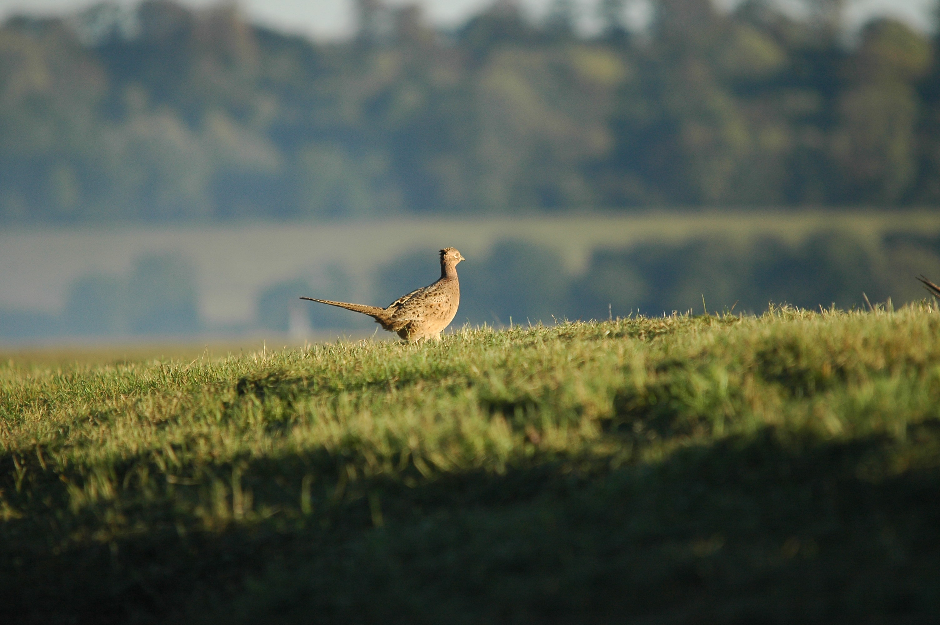 photos/wildlife/Bird_Species/040-Pheasants-Partridges/1168-Common_Pheasant/DSC_3768.JPG