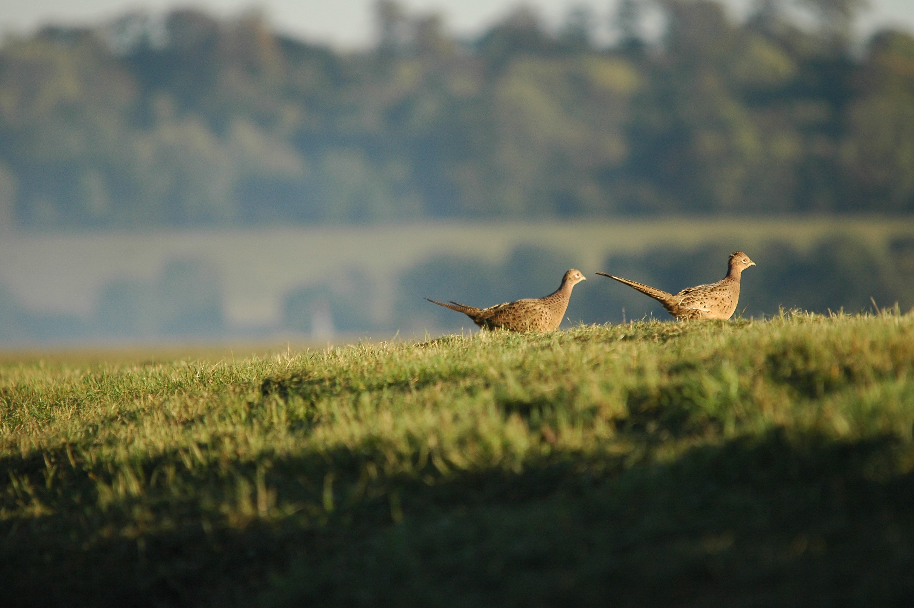 photos/wildlife/Bird_Species/040-Pheasants-Partridges/1168-Common_Pheasant/DSC_3769.JPG