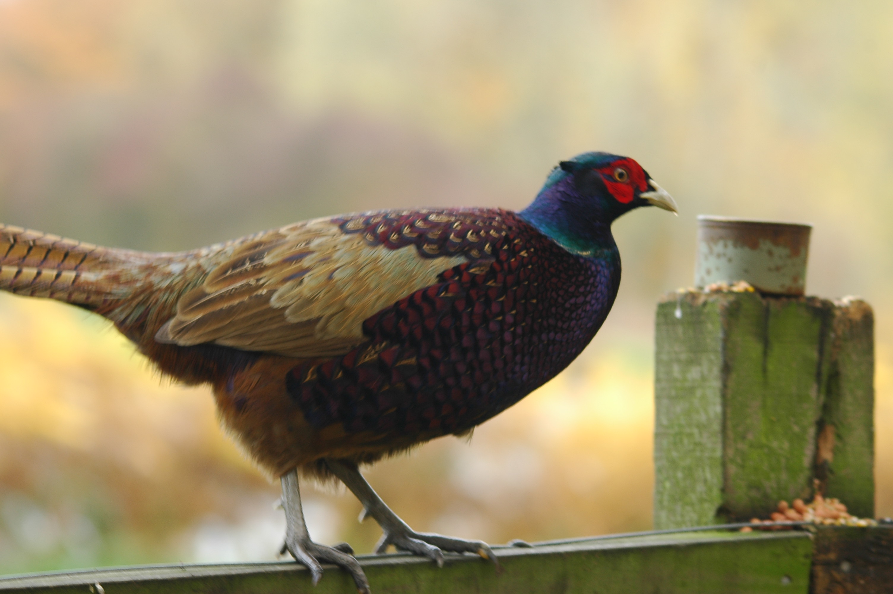 photos/wildlife/Bird_Species/040-Pheasants-Partridges/1168-Common_Pheasant/DSC_3817.JPG