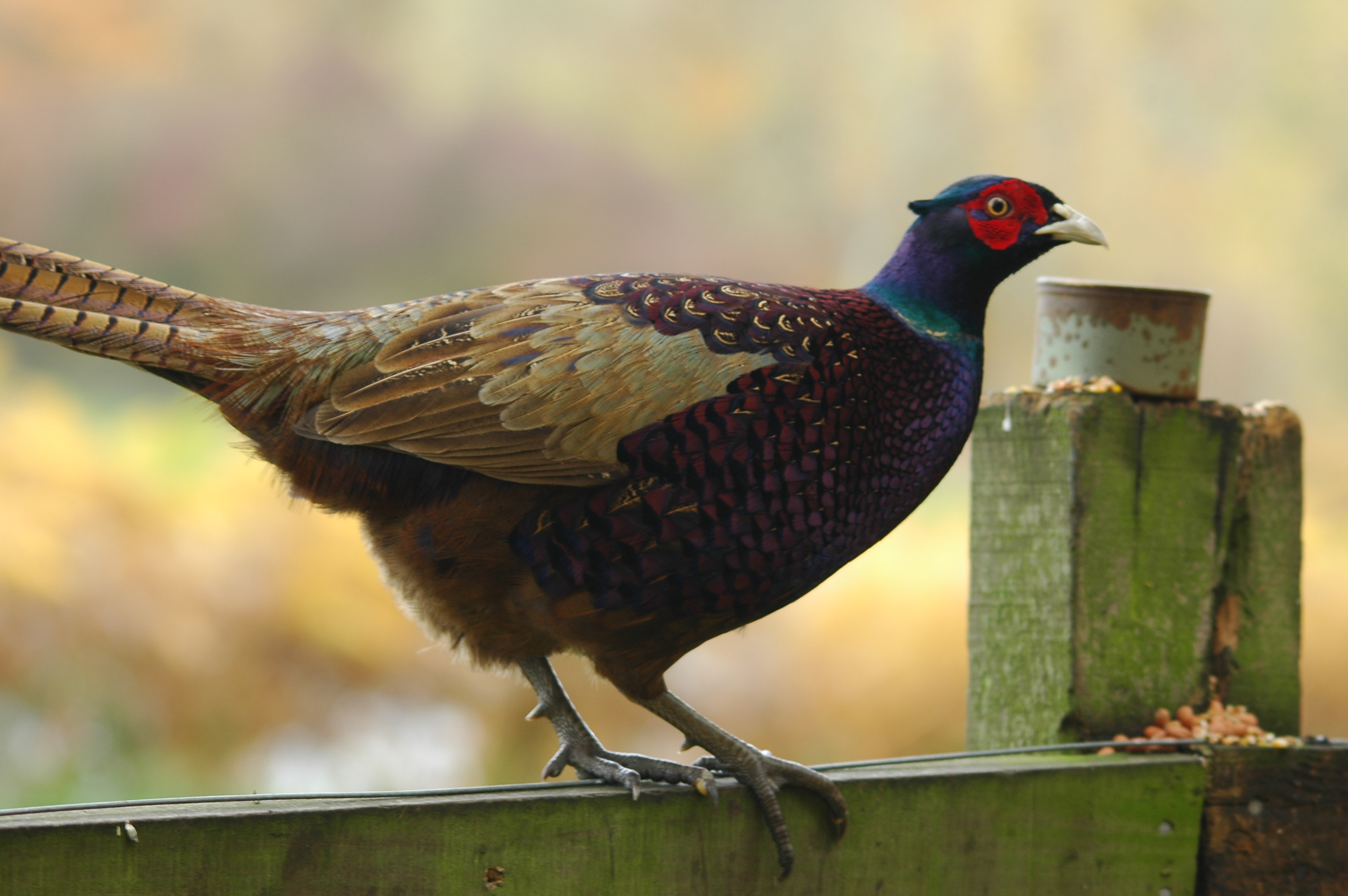 photos/wildlife/Bird_Species/040-Pheasants-Partridges/1168-Common_Pheasant/DSC_3818.JPG