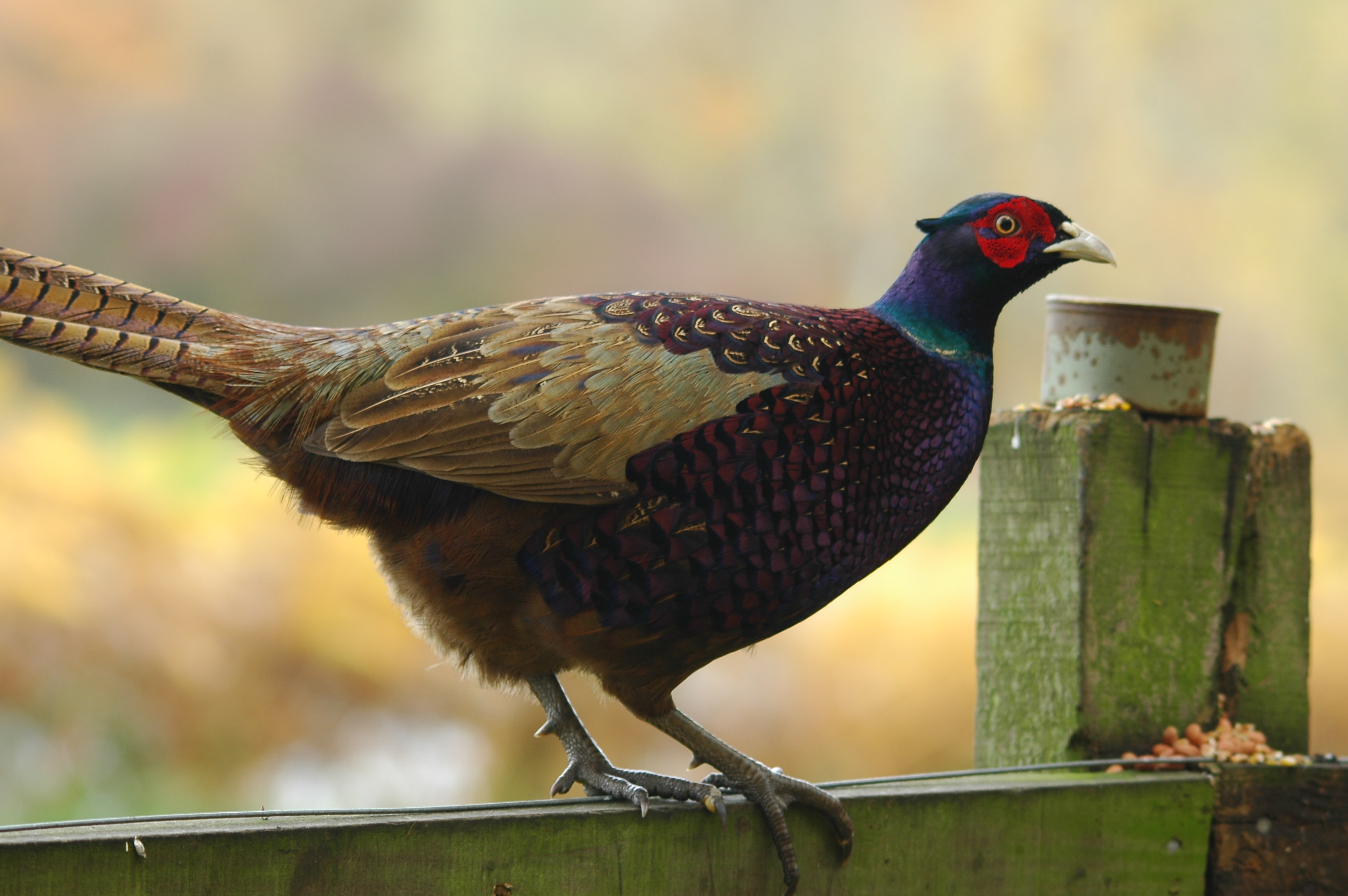 photos/wildlife/Bird_Species/040-Pheasants-Partridges/1168-Common_Pheasant/DSC_3819.JPG