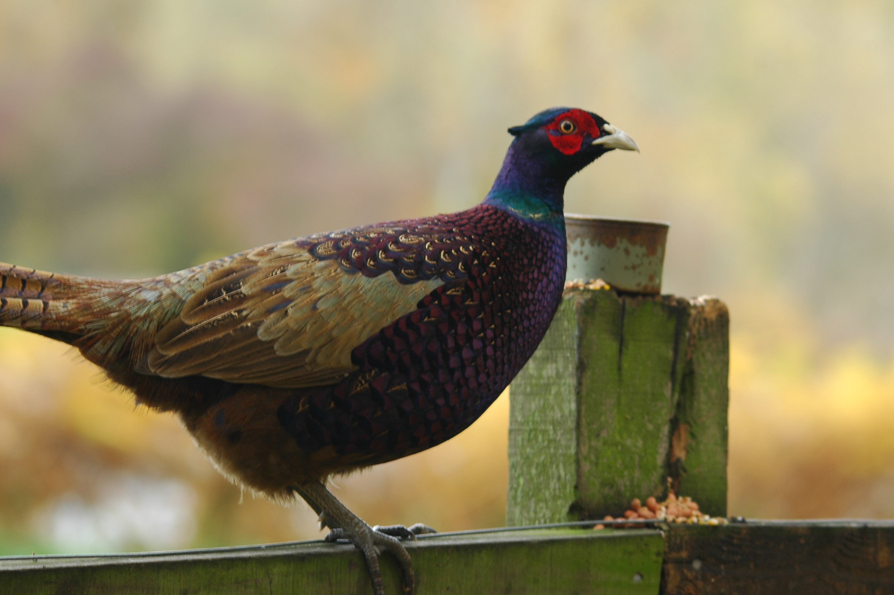photos/wildlife/Bird_Species/040-Pheasants-Partridges/1168-Common_Pheasant/DSC_3820.JPG