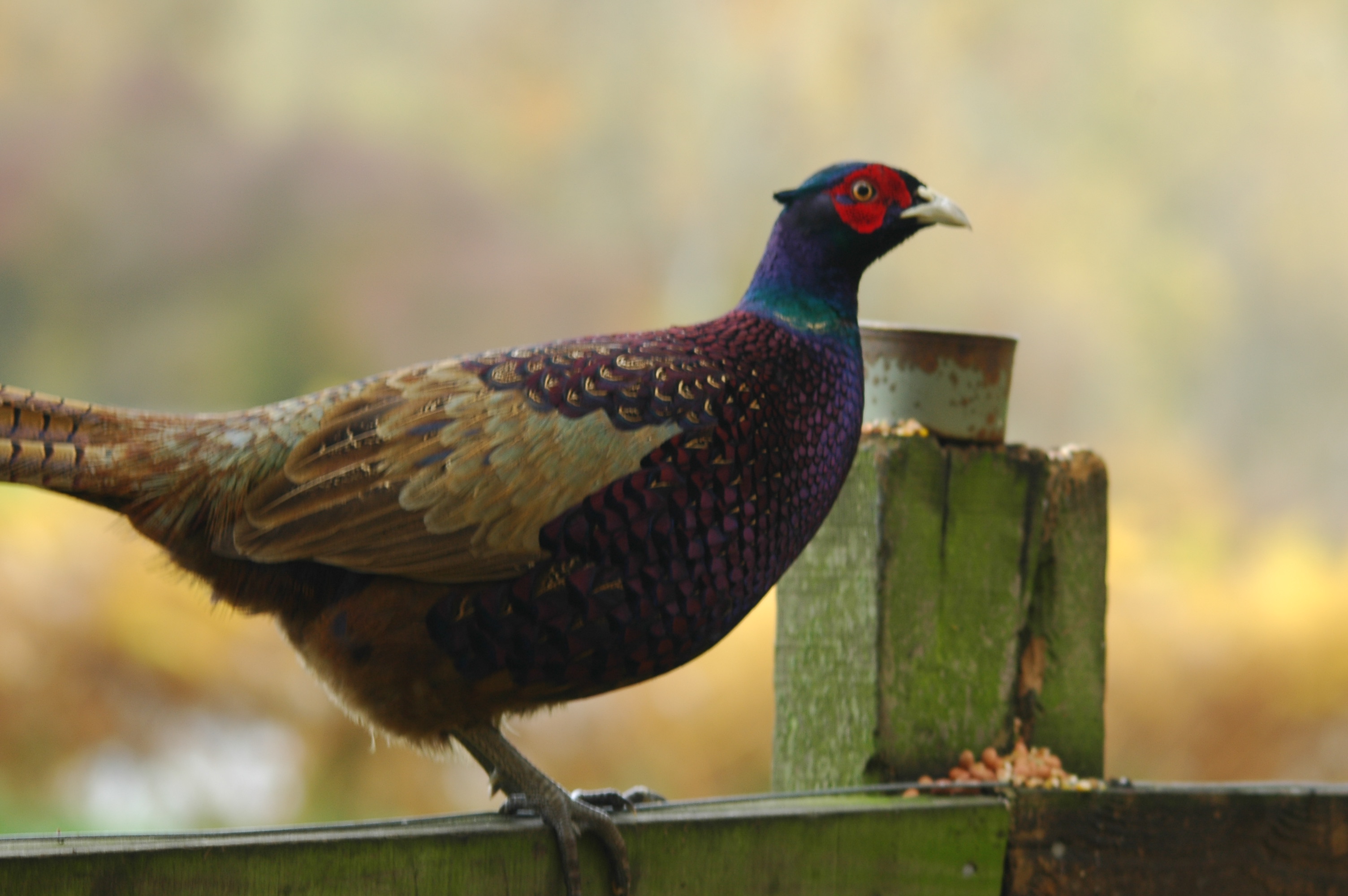 photos/wildlife/Bird_Species/040-Pheasants-Partridges/1168-Common_Pheasant/DSC_3821.JPG